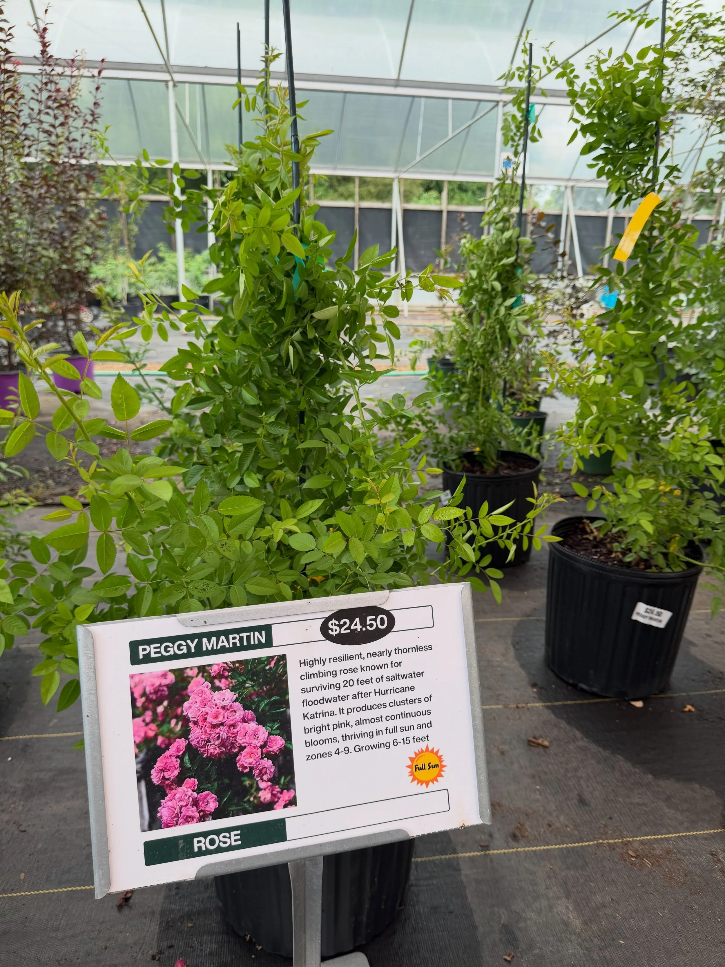 🌹 Meet Peggy Martin &mdash; the rose that earned legendary status.

If you&rsquo;re looking for a climbing rose that&rsquo;s as tough as it is beautiful, Peggy Martin is hard to beat.

Known for surviving nearly 20 feet of saltwater flooding during 