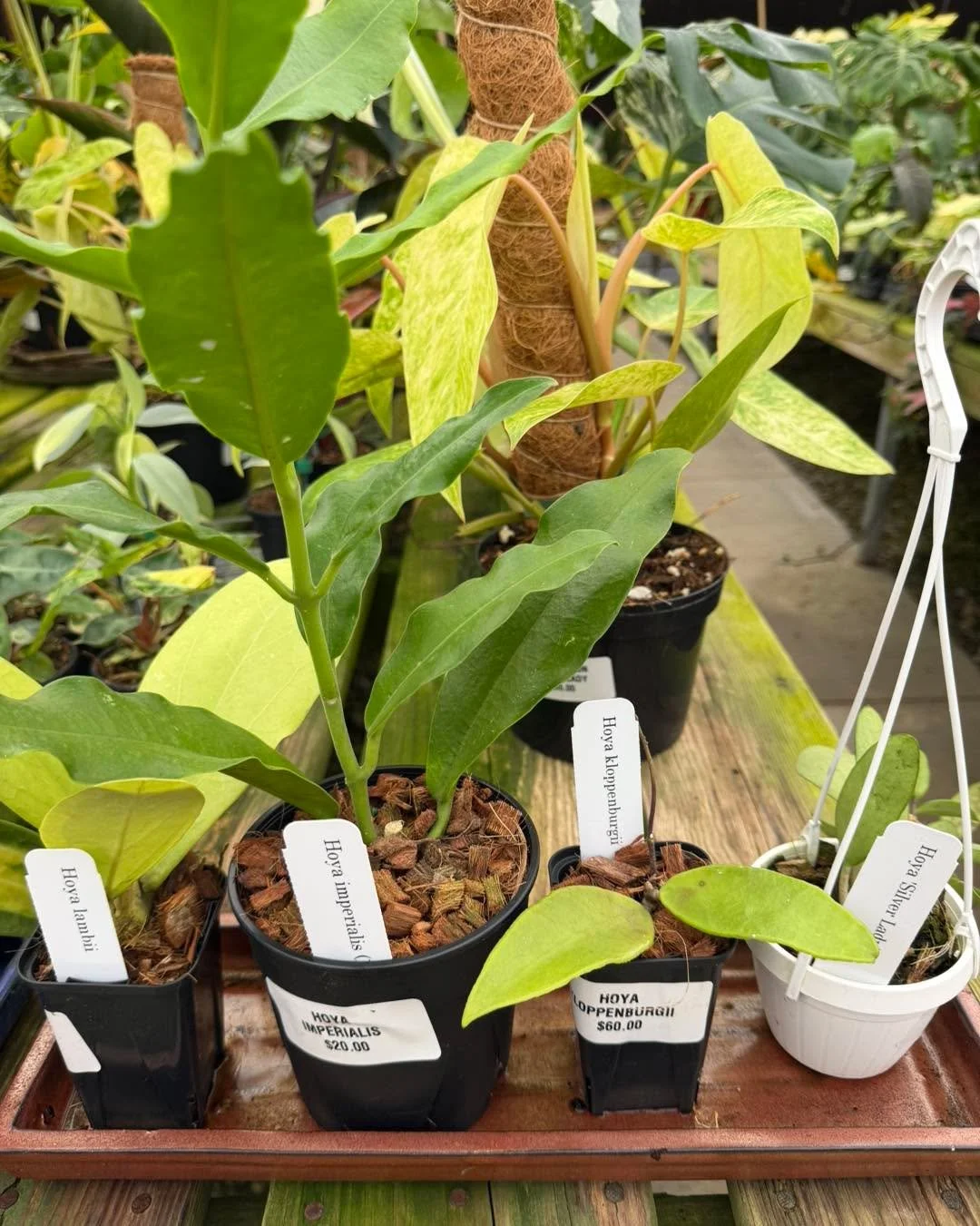 🌿 Houseplant people&hellip; you may want to make a trip.

We just got in a fresh round of houseplants, and this is one that&rsquo;s hard to walk past.

We&rsquo;ve got new hoyas, philodendrons, monsteras, syngoniums and more, including some really u