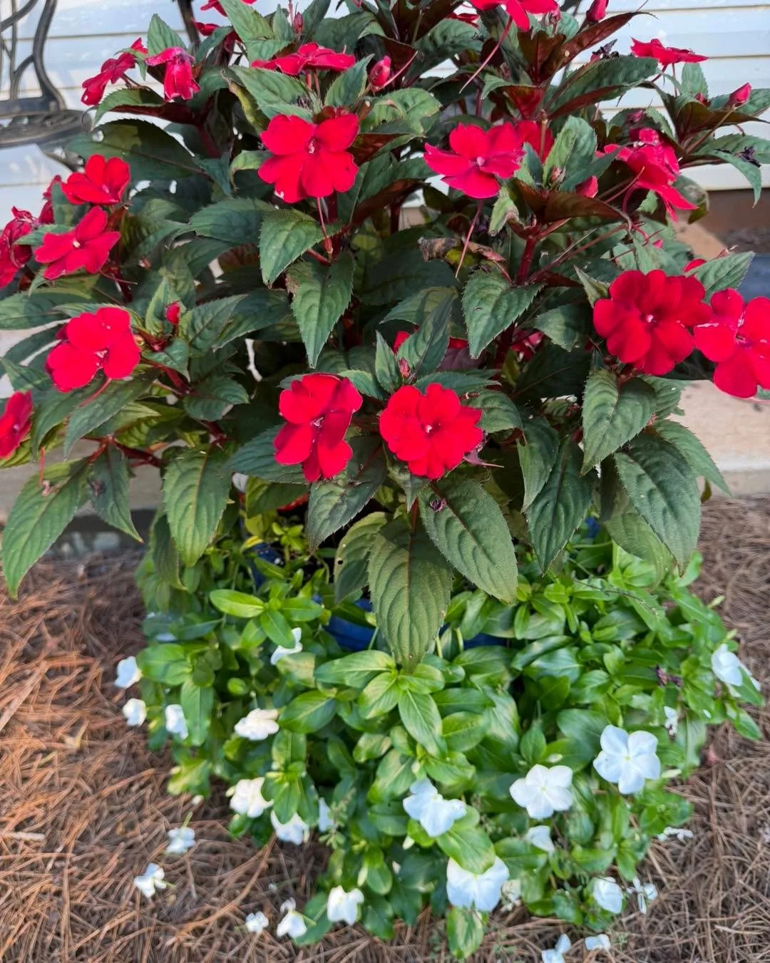 This is one of my favorite combinations I planted at home this summer. -Sam

I went with a red SunPatiens in the center and white trailing vinca around the bottom matched with at blue glazed planter (red,white,blue) and it&rsquo;s held up really well