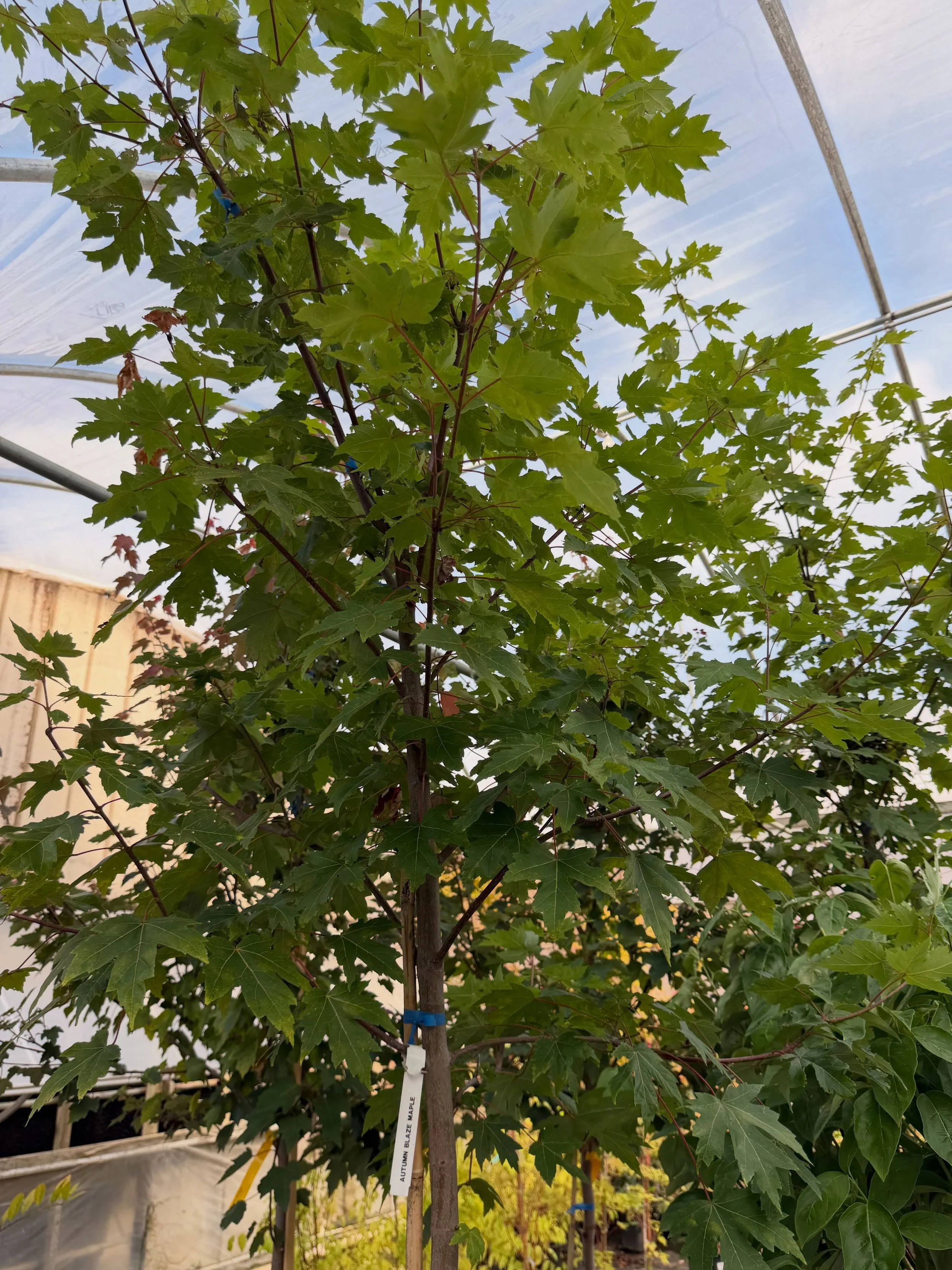 🌳 Thinking about planting a tree this fall?

We still have plenty of August heat left, so we usually like to wait until we get a little closer to late September and early October before doing much tree planting.

That cooler weather takes some stres