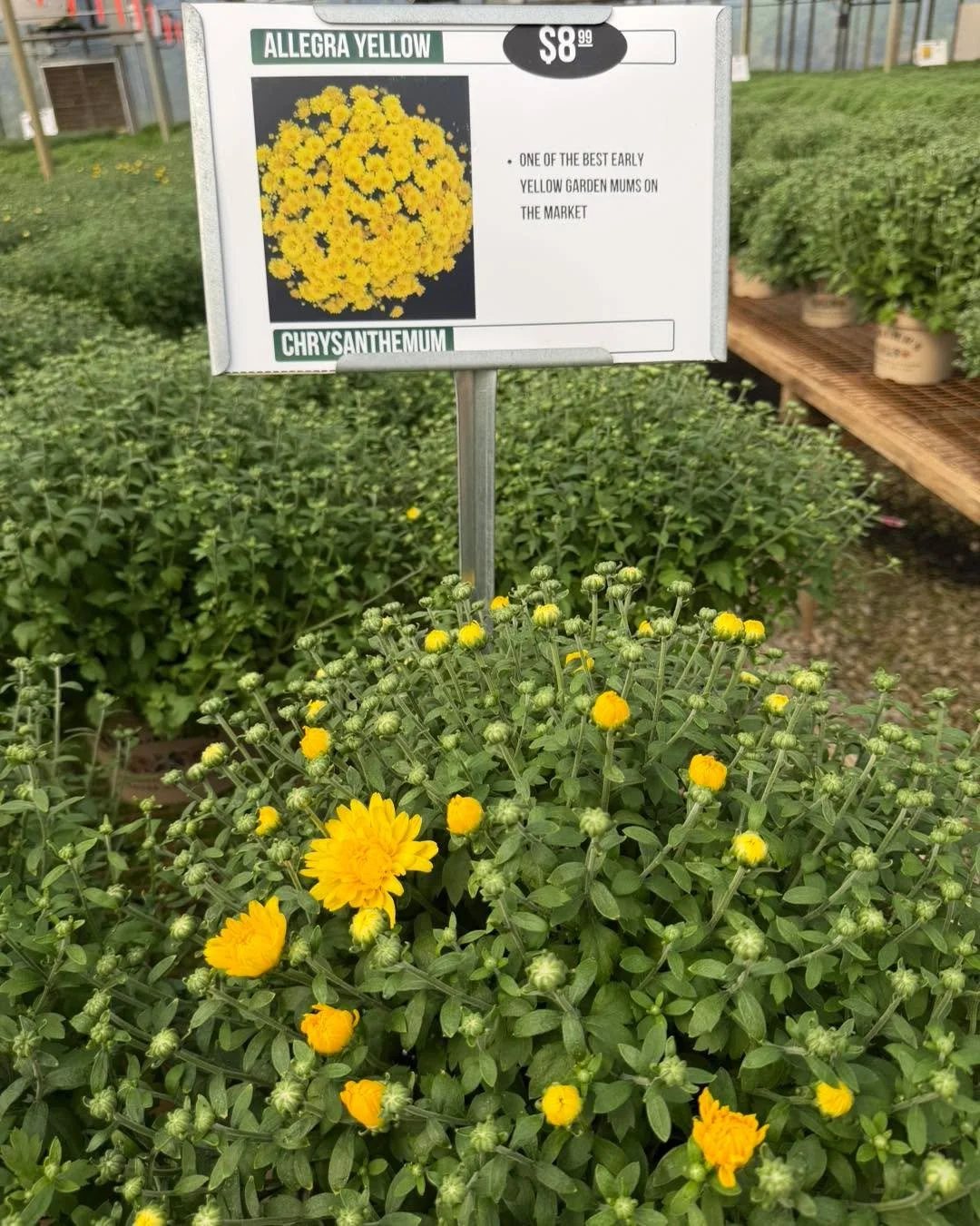 Our first Allegra Yellow garden mums are starting to show off, and they&rsquo;re a good reminder that fall color is getting closer. 💛

This is one of our early yellow varieties, and it&rsquo;s a beauty. Even better, most of the buds are still tight,