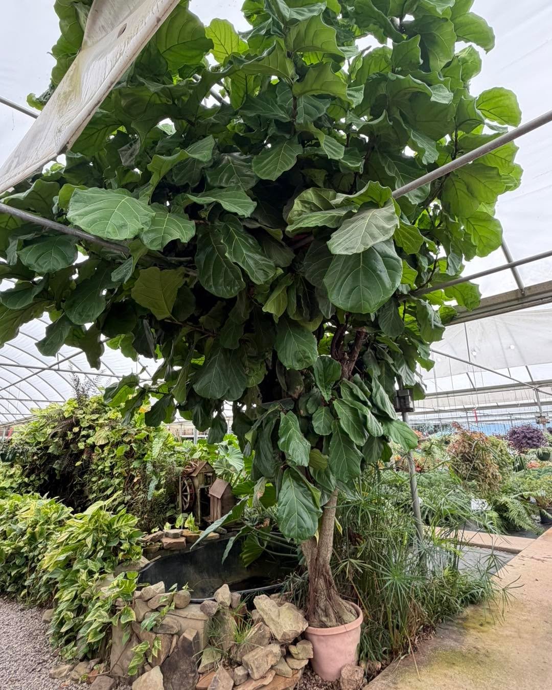 We got tagged in this photo over the weekend with somebody asking if it might be time to repot this fiddle leaf fig&hellip;well it might be too late! 

This fiddle leaf fig has been growing here for over 25 years and has turned into one of those plan