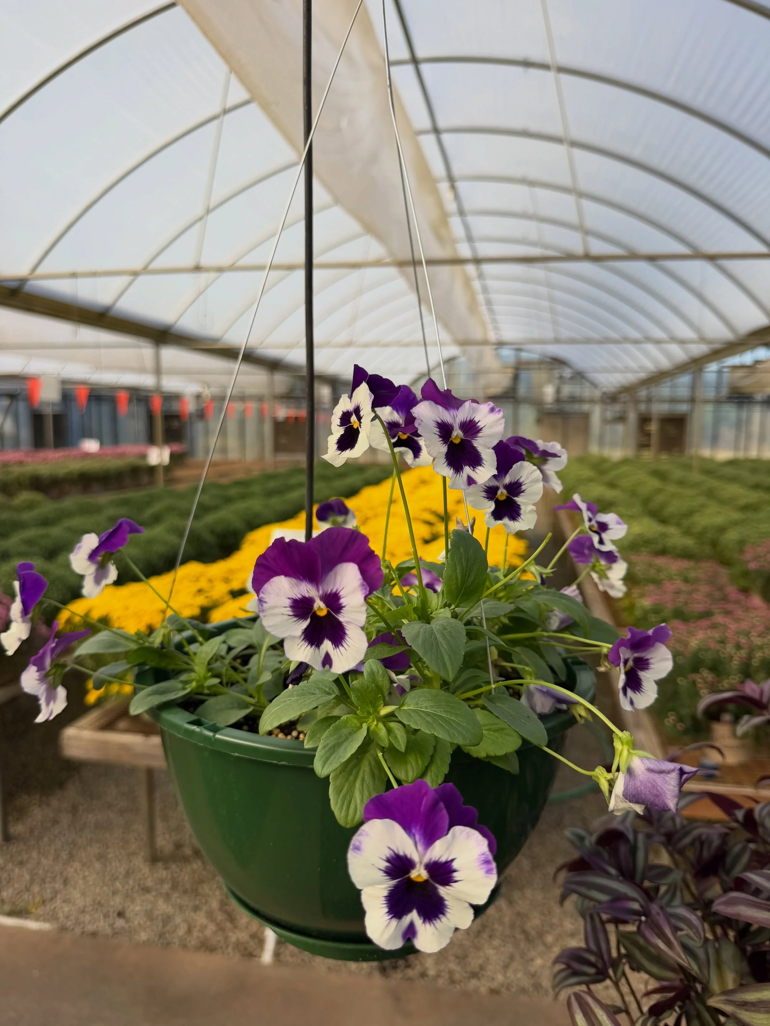 🌿 Want to be the FIRST to know what&rsquo;s happening at Collier&rsquo;s?

We&rsquo;re excited to introduce the Collier&rsquo;s Greenhouse &amp; Garden Center Newsletter! 💌

By joining our email list, you&rsquo;ll be among the first to hear about:
