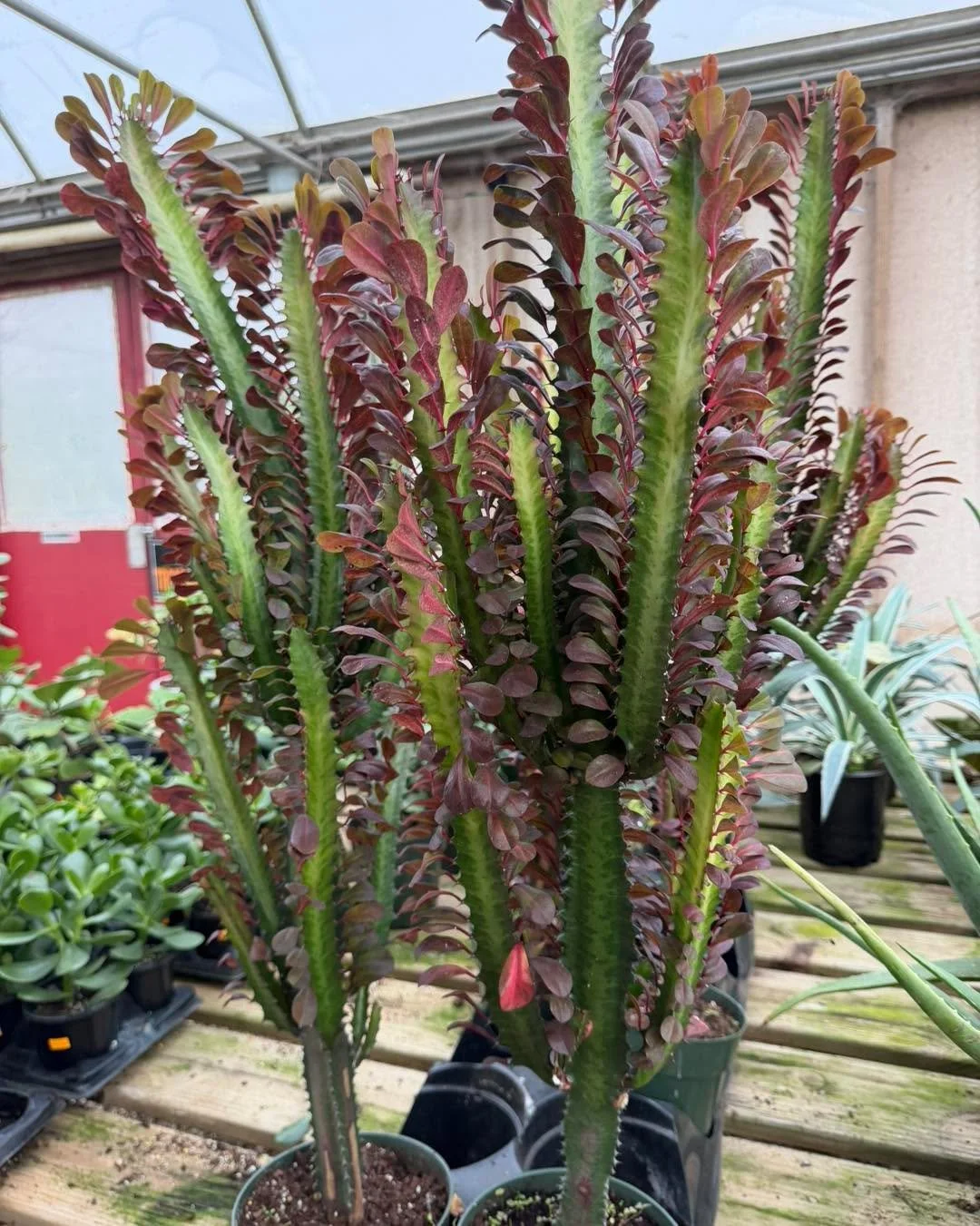 🌿 I set out today to find some of the most unusual plants we have at Collier&rsquo;s&hellip;

I think these four definitely qualify. 👀

1️⃣ Euphorbia Milk Cactus
2️⃣ Staghorn Fern
3️⃣ Variegated Agave
4️⃣ Variegated Jade

One of my favorite things 