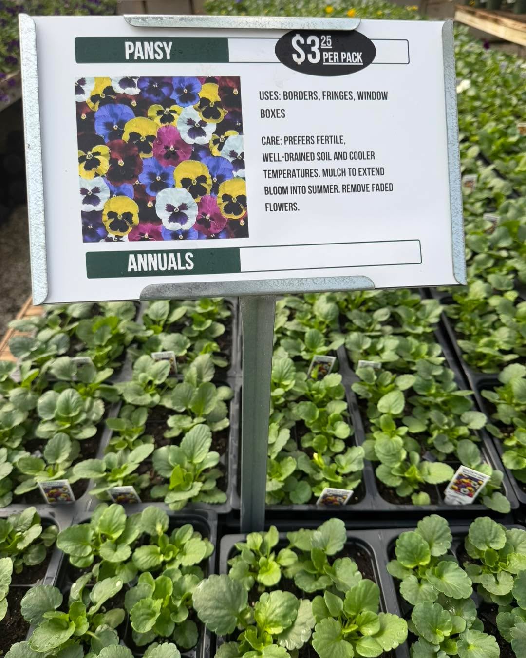 Who says your flower beds have to be boring all winter?

Pansies, violas, and snapdragons are here to bring beautiful color to your flower beds, borders, and containers!

These cool-season favorites thrive in Georgia&rsquo;s cooler temperatures and c