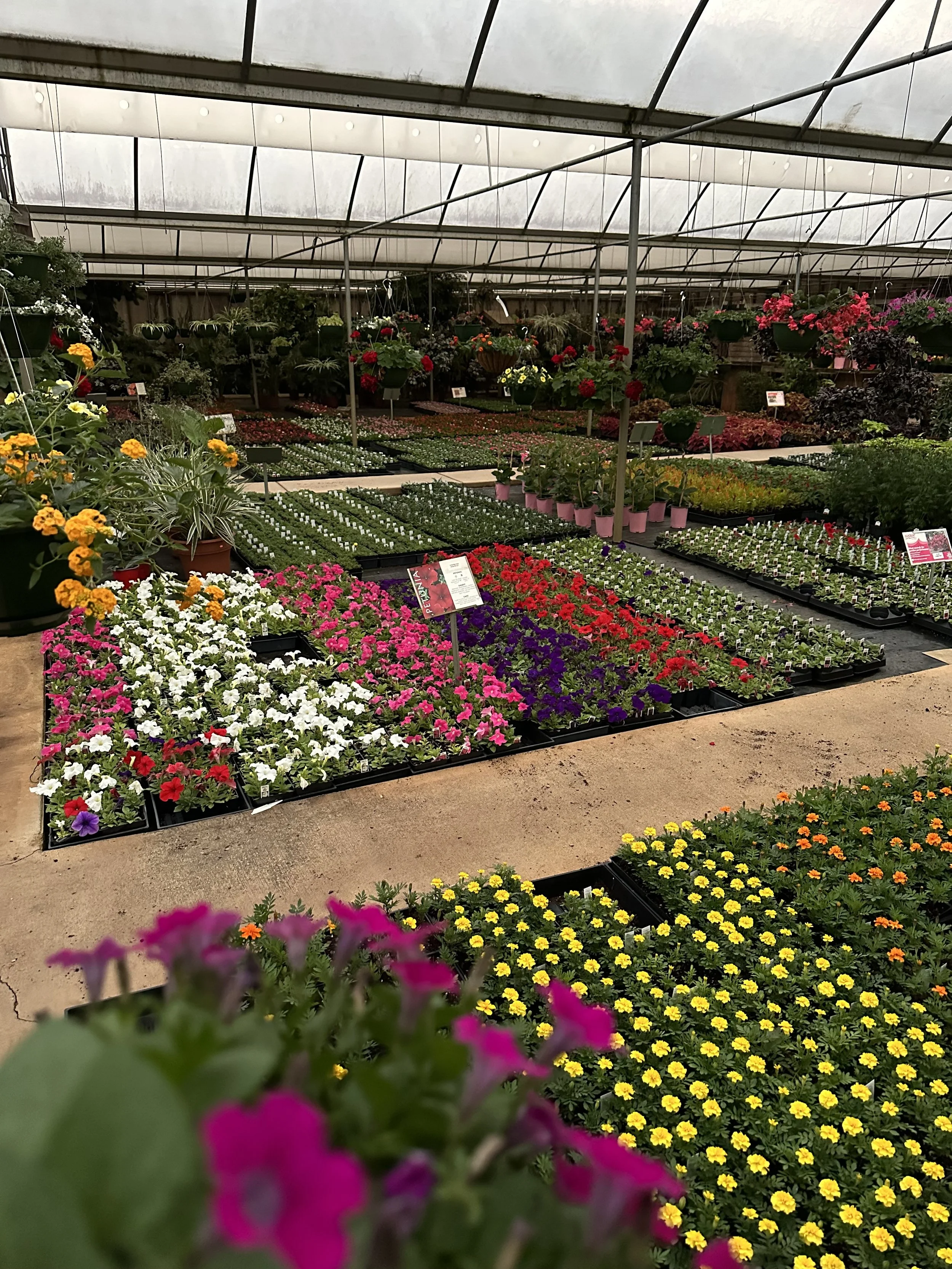 Full greenhouse early spring 2025