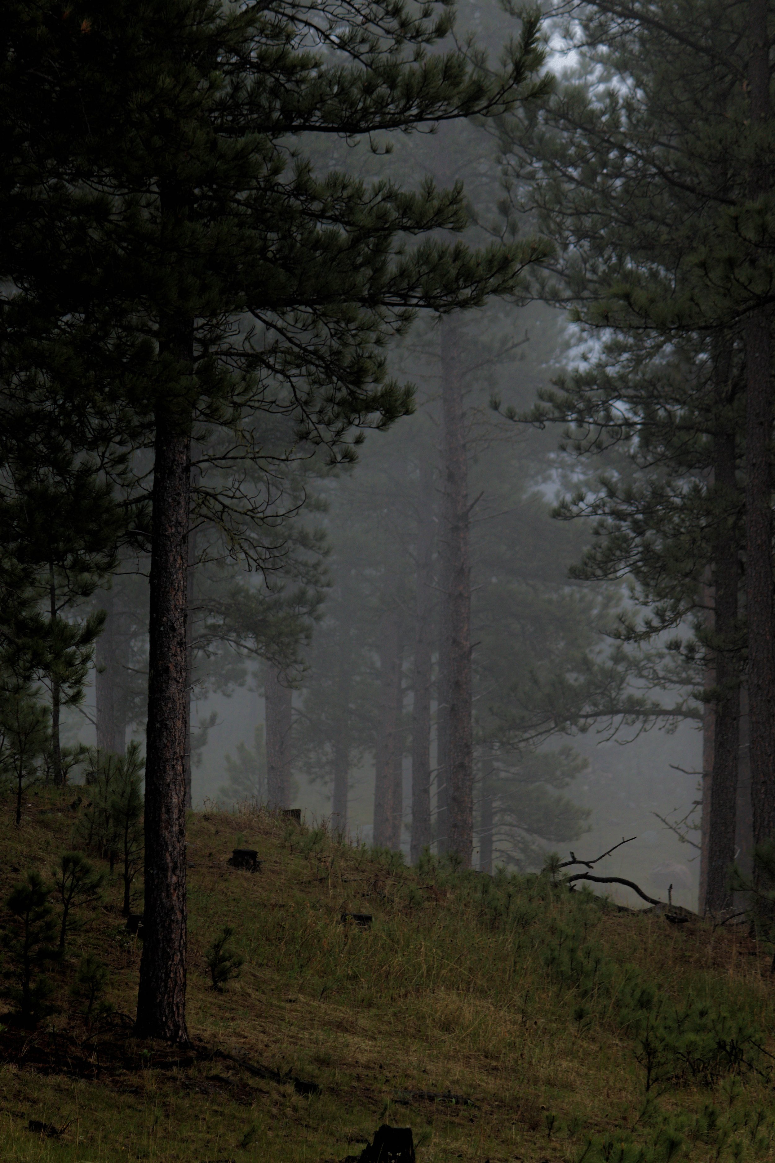 A foggy forest scene with tall pine trees and grass-covered ground with small bushes and tree stumps.