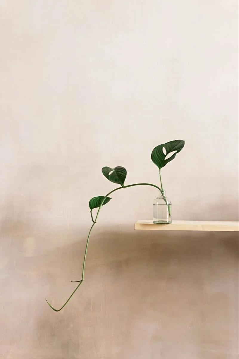 A minimalist composition with a small glass vase holding a Monstera plant with two large leaves, placed on a floating wooden shelf against a plain beige wall.