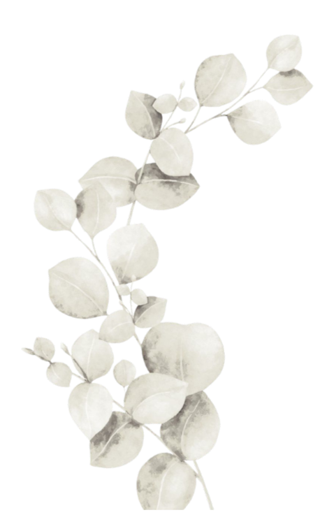 A sprig of white eucalyptus leaves against a black background.
