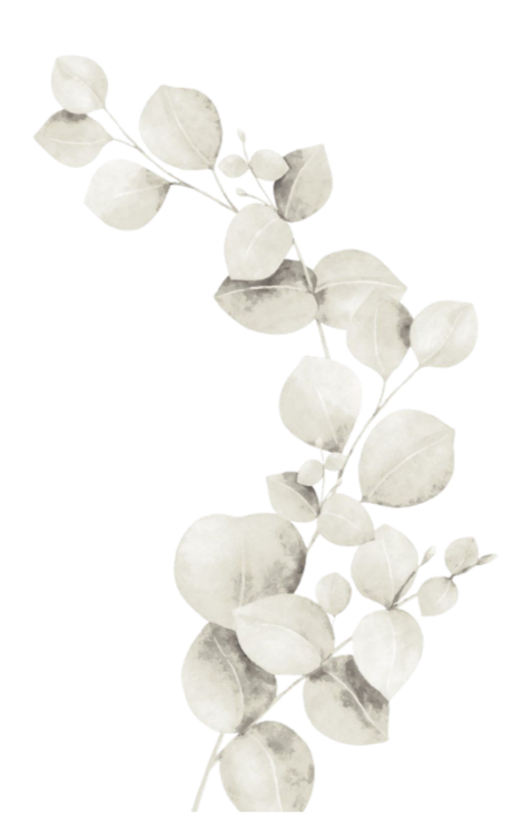 Eucalyptus branch with white leaves