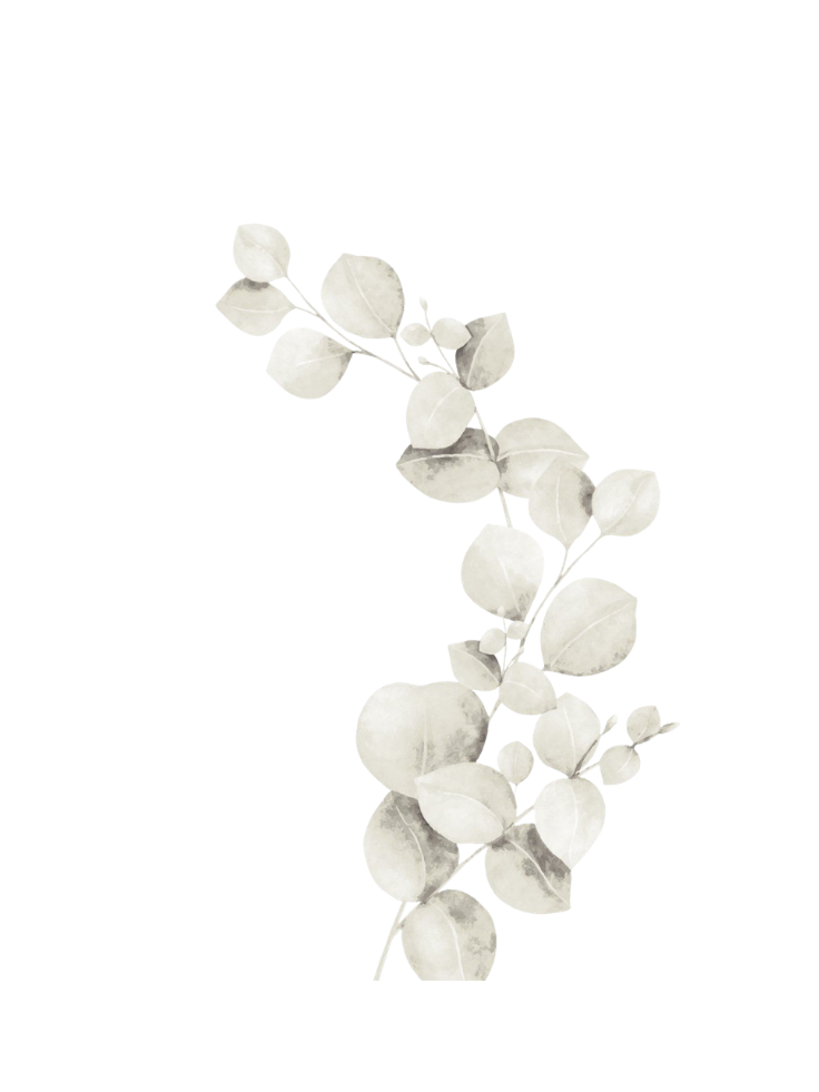 A branch of eucalyptus leaves with round, silvery-green foliage.