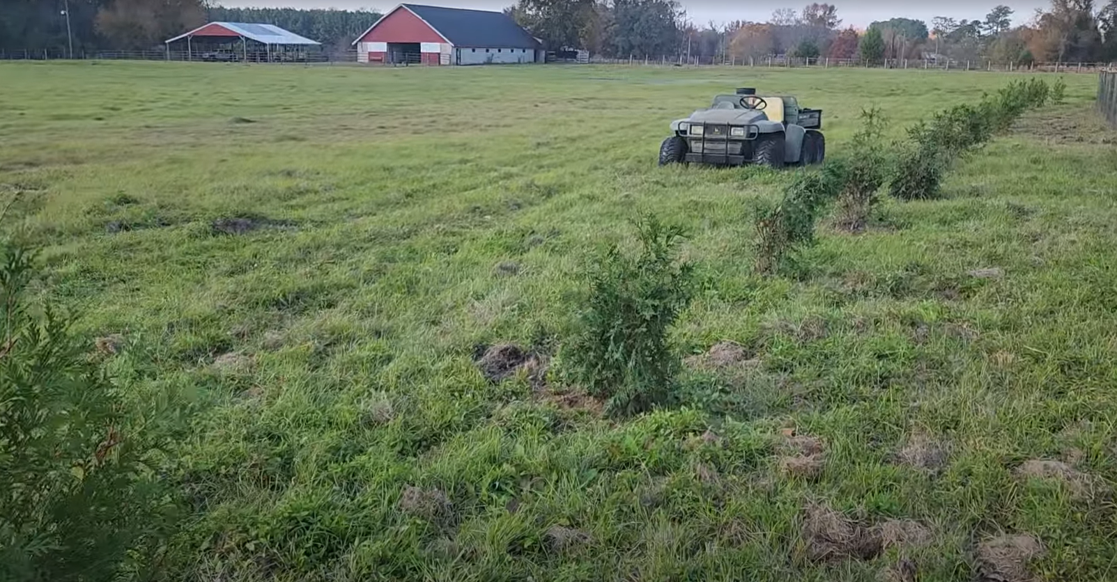 17 Green Giant Trees Planted