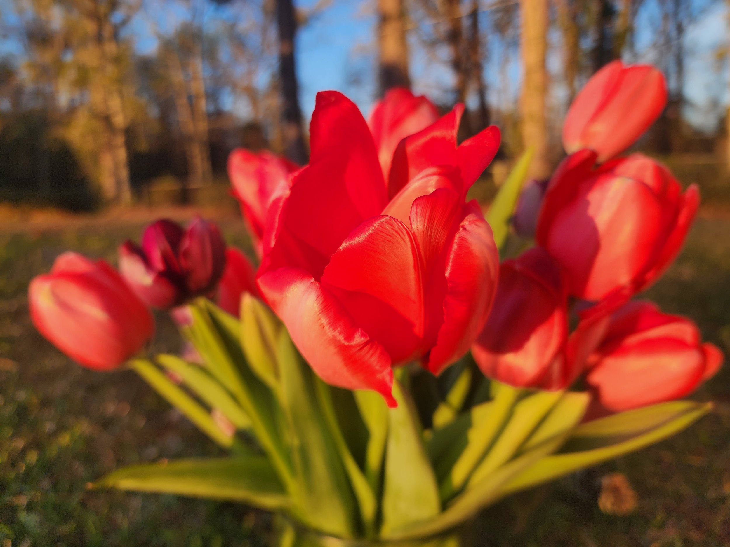 Red Tulips