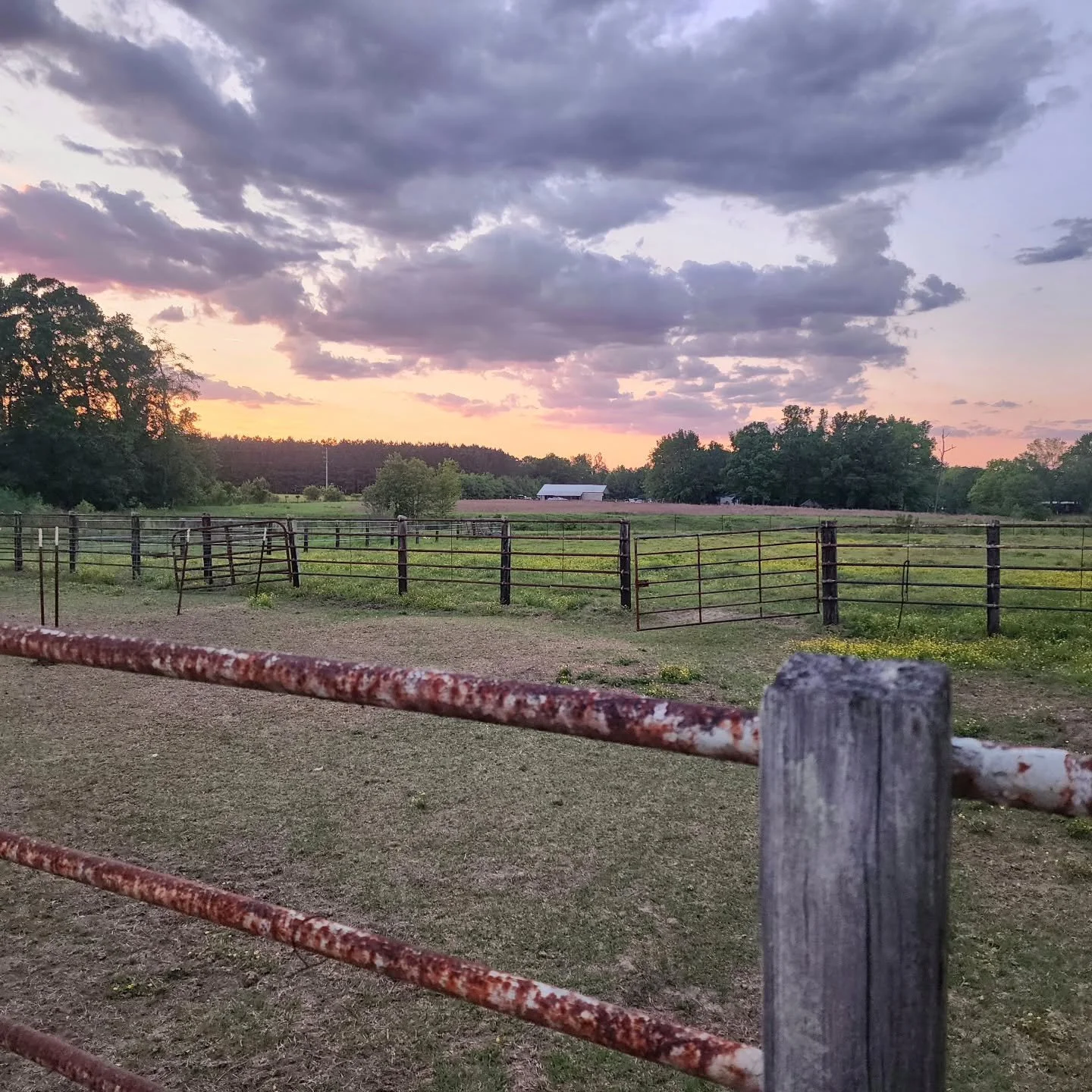 Last night, I was closing all the gates, putting things away, and getting ready to head inside when this sky stopped me in my tracks. It is amazing to me how life can feel chaotic and messy, but then a moment like this happens and you feel Him. Calm.