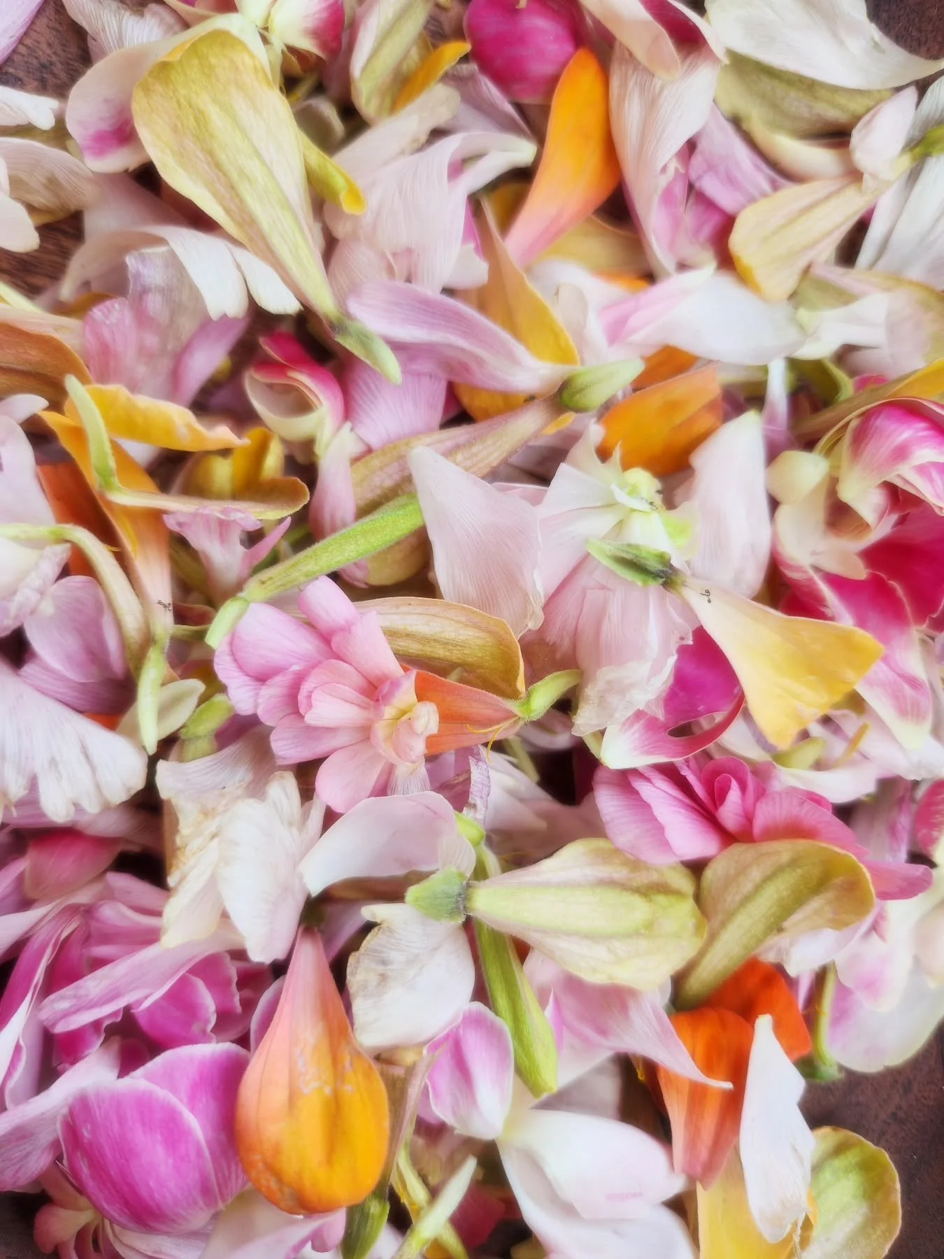 One of my favorite things about flowers is how delicate they are.

A flower petal can fall apart in your hands almost as quickly as it bloomed and yet flowers can become so many beautiful things.

Some blooms become herbal teas. Some become soap and 