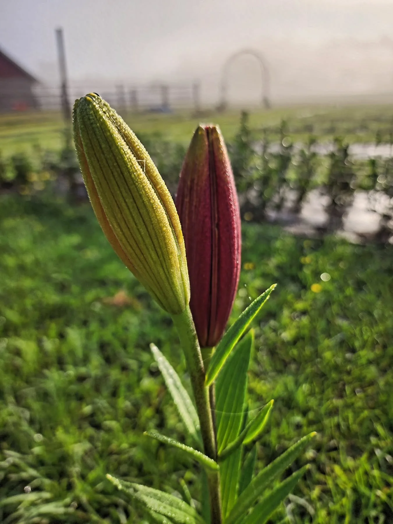 I walked the flower fields early this morning while the farm was still covered in thick fog...before the hot sun could dry everything out. 

Everything was quiet except for the birds waking up and the sound of wet grass under my boots. And then I che