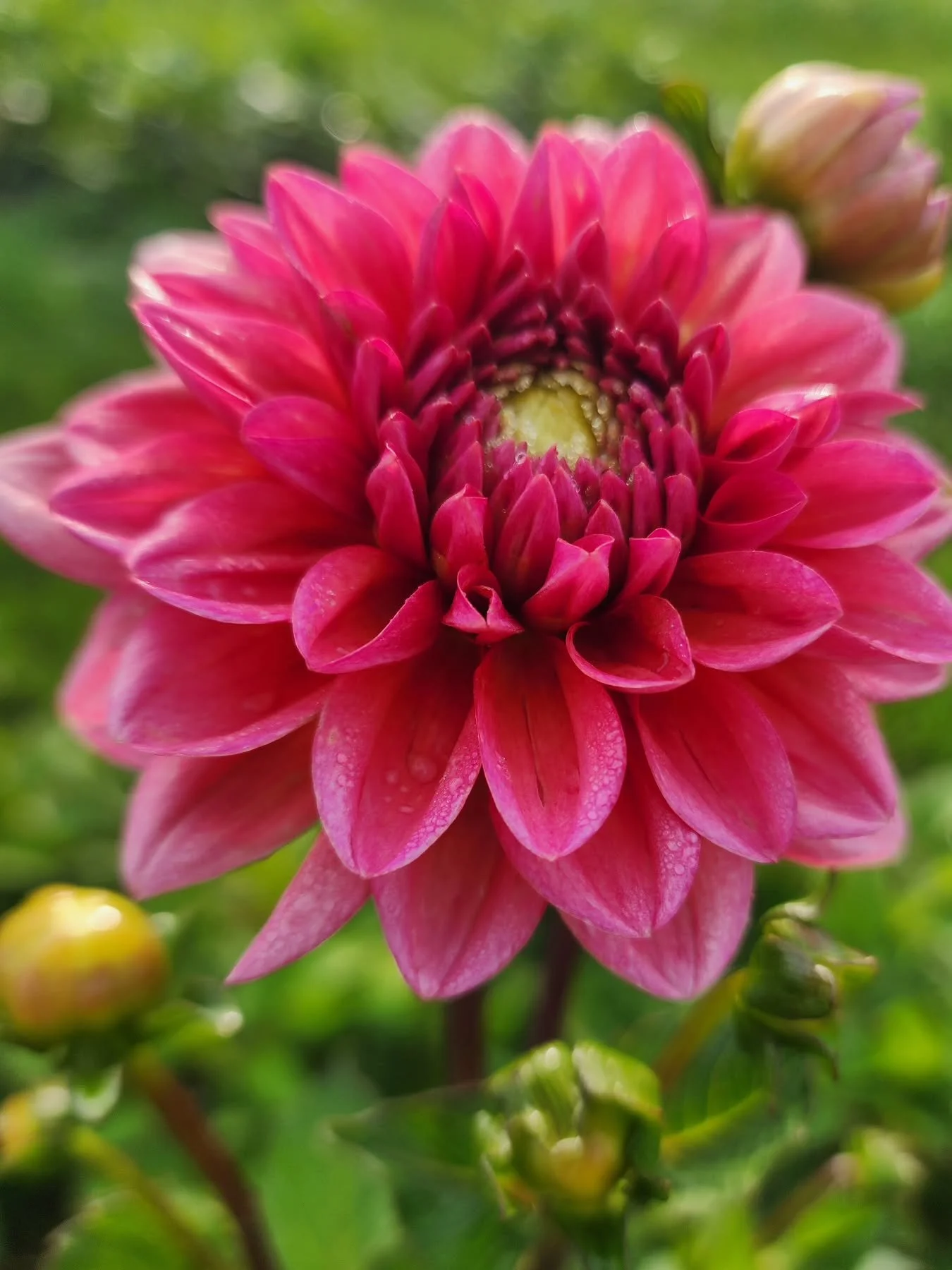 Y'all, our first dahlia of the season has officially bloomed! 🌸

Meet Salmon Runner, the flower that just kicked off dahlia season at Hickman Hollow Farms. And if this is how the season is starting, we cannot wait to see what&rsquo;s coming next.

W