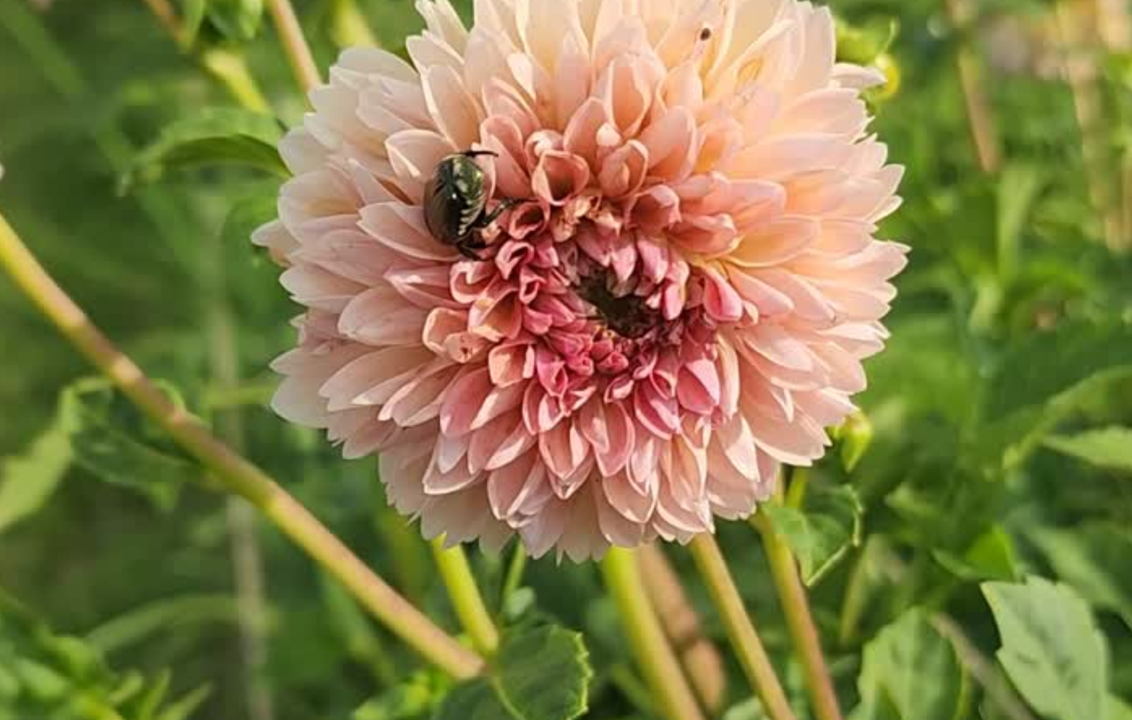 Why It Makes Me Smile When Someone Says, "There's a Bug in My Flowers"
