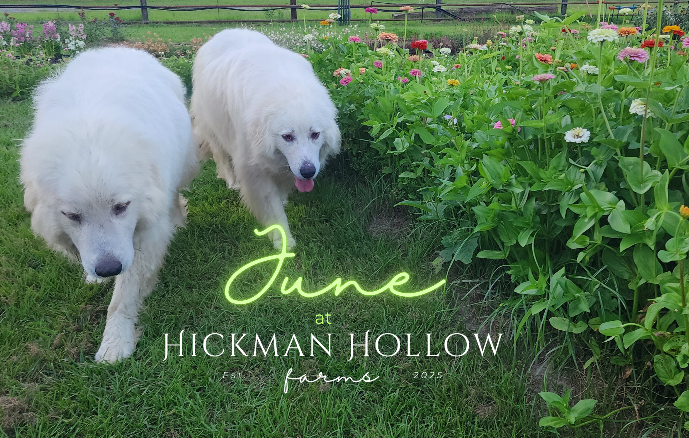 June at Hickman Hollow Farms