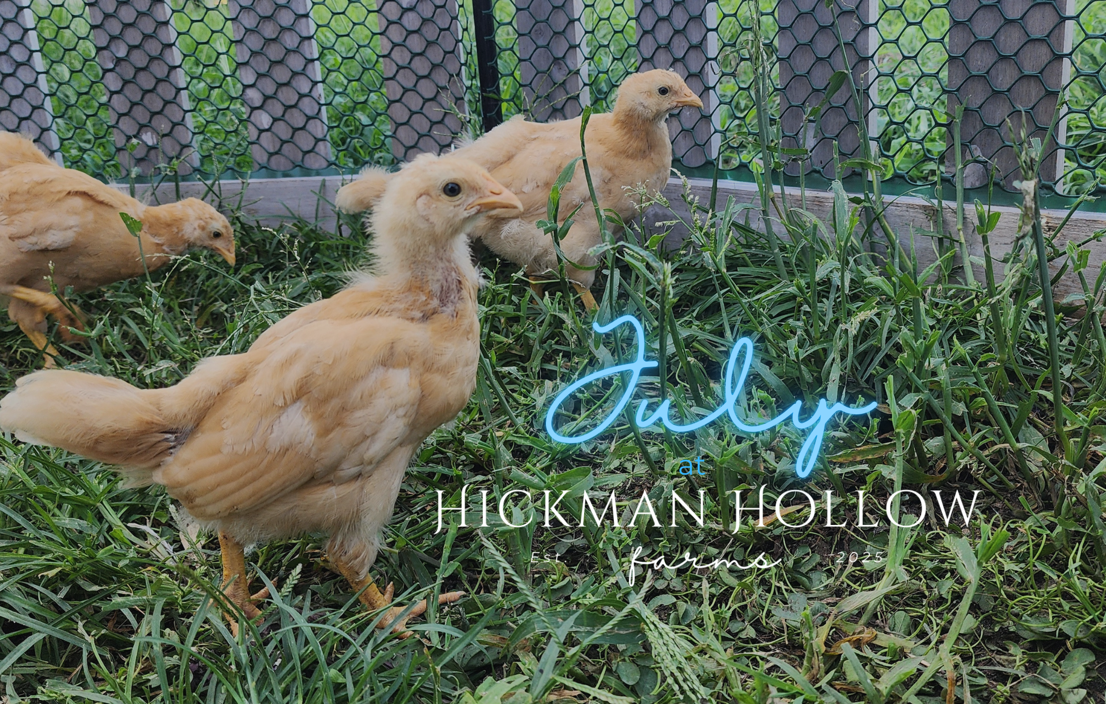 July at Hickman Hollow Farms