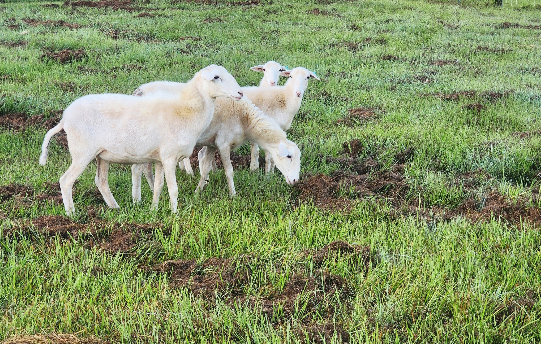 Four New Faces in the Pasture