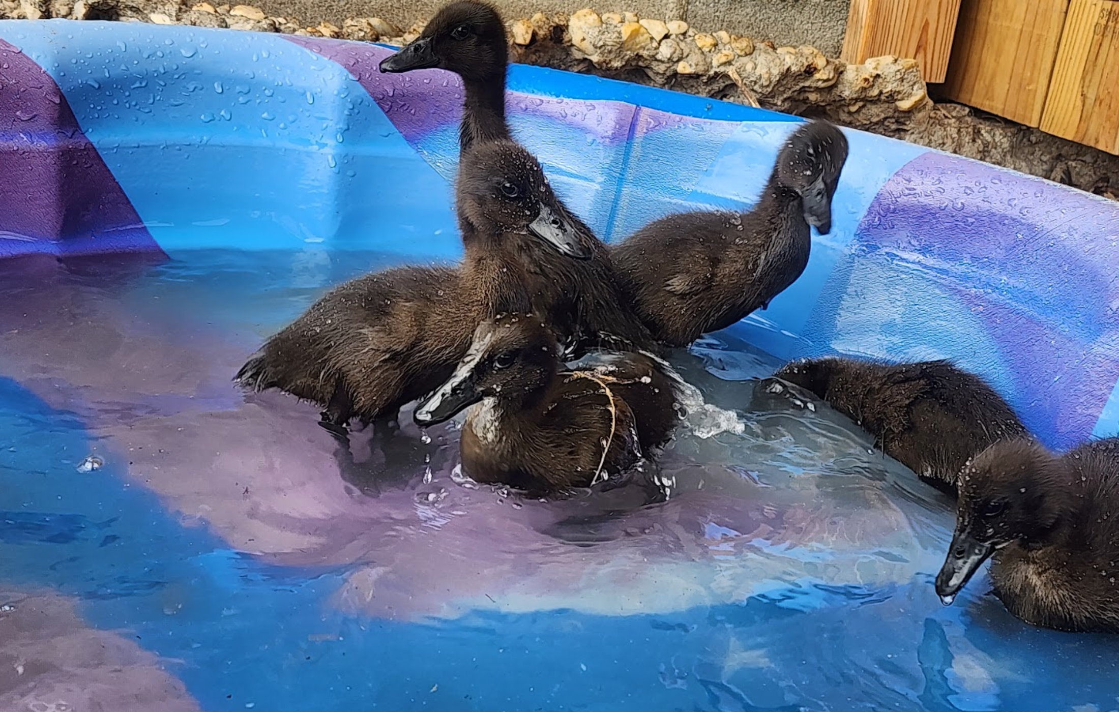 The Week the Hollow Got Webbed Feet
