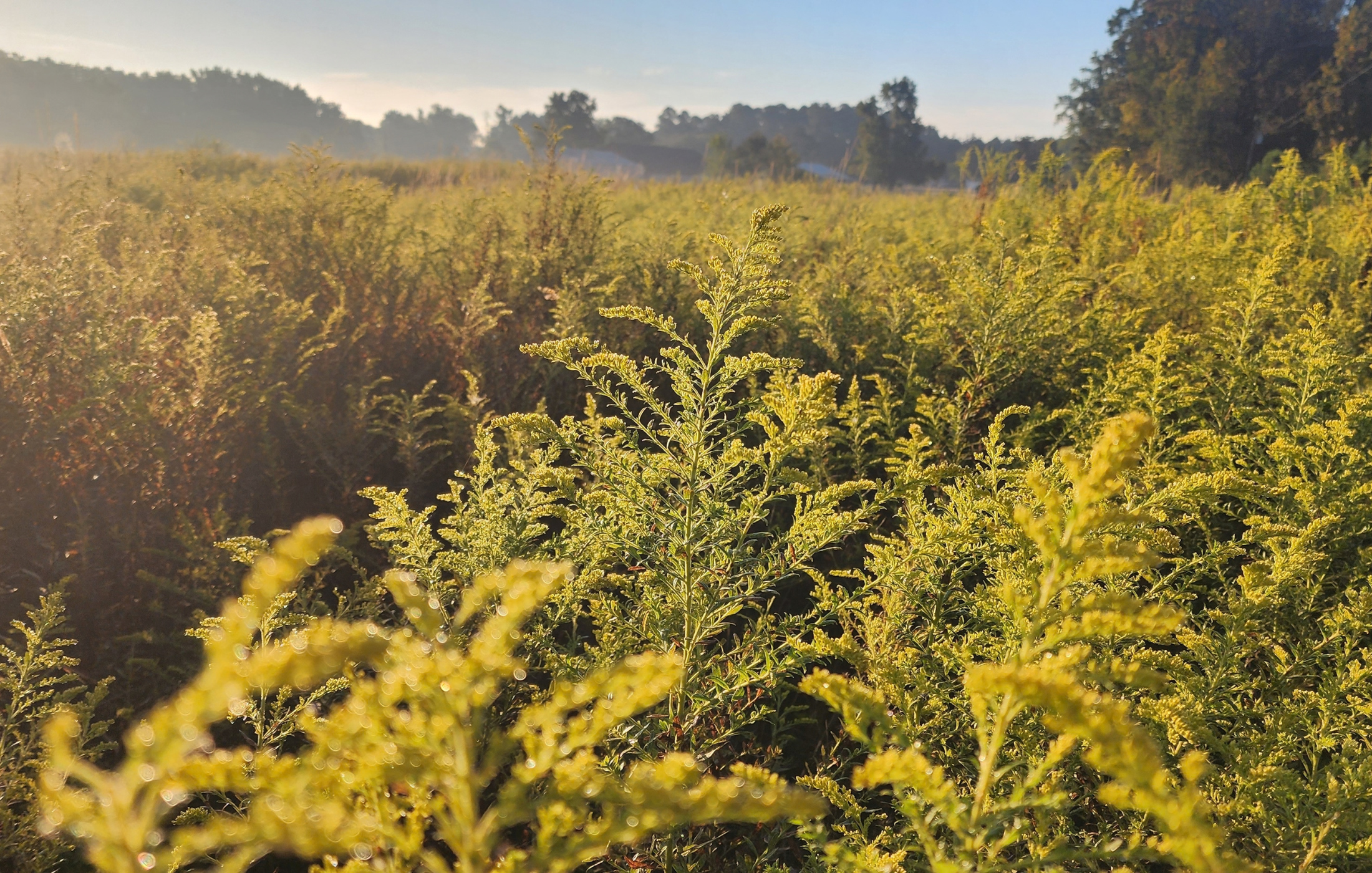 Goldenrod, Sunflowers, and a Little Trust at Hickman Hollow