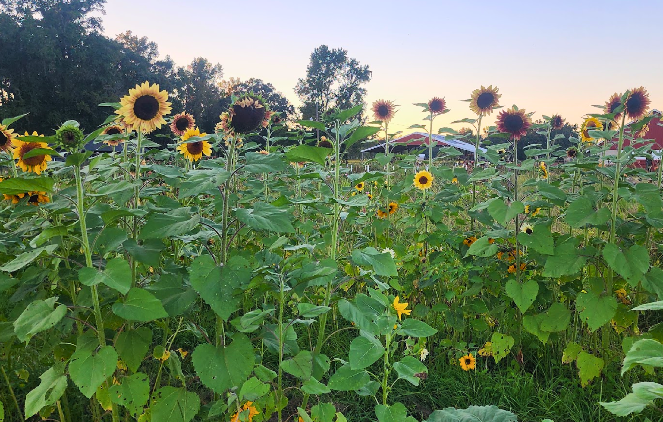 Fall Seeds and Winter Garden Plans at Hickman Hollow