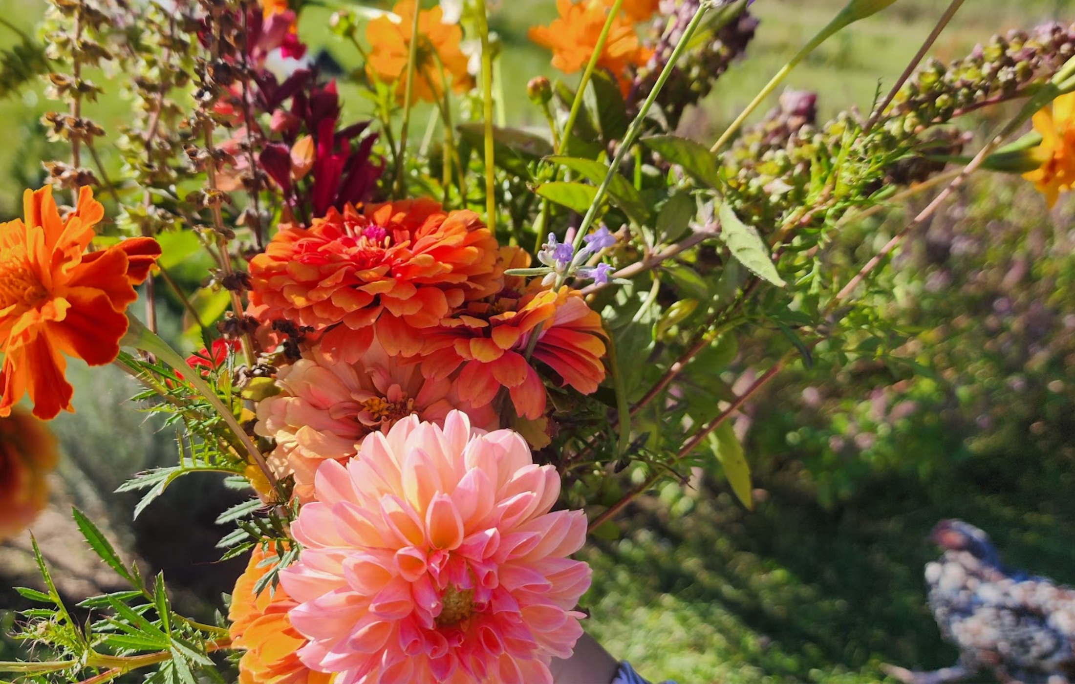 Flowers at Hickman Hollow Farms