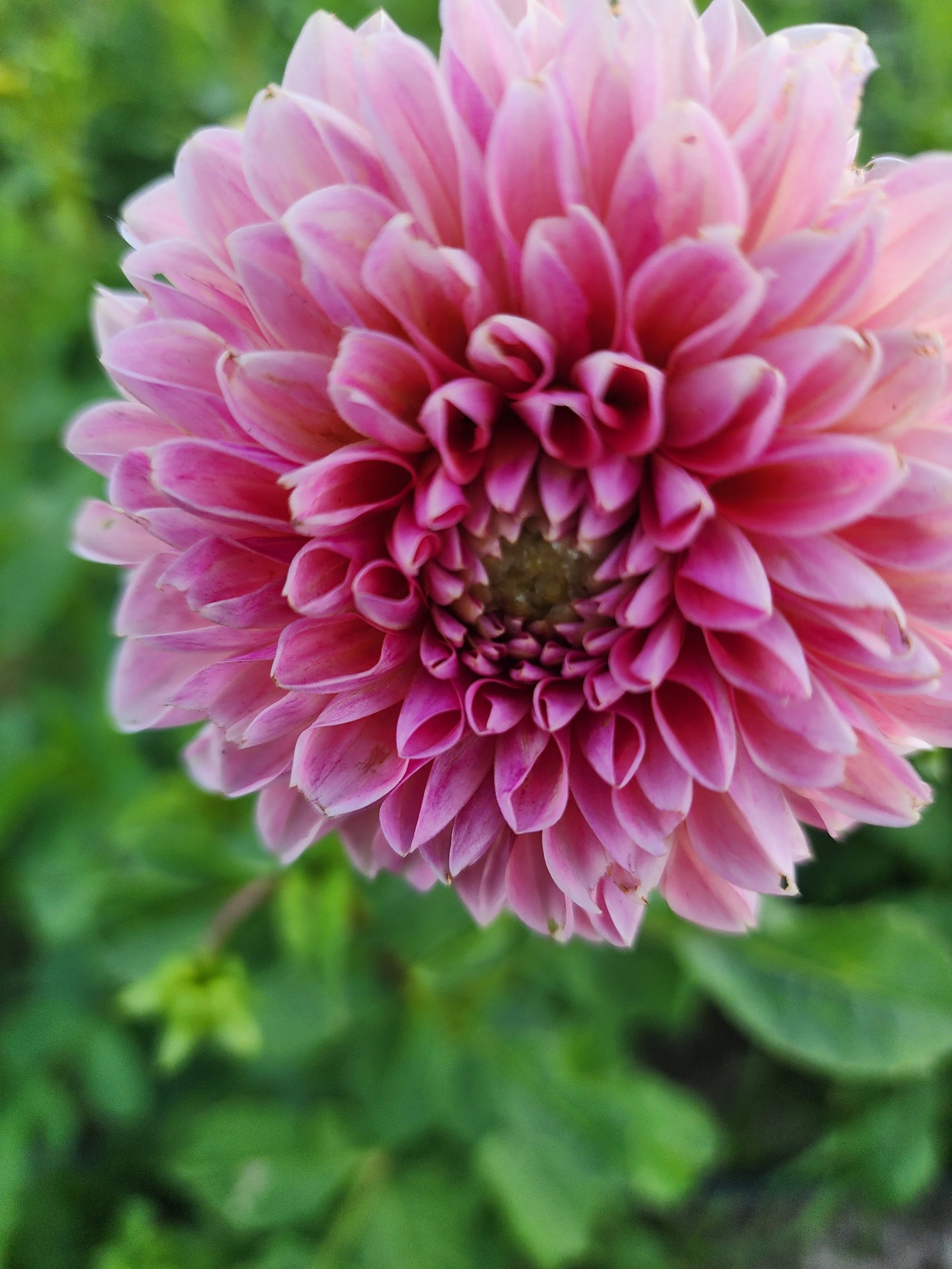 Sweet Nathalie Dahlias Bloom