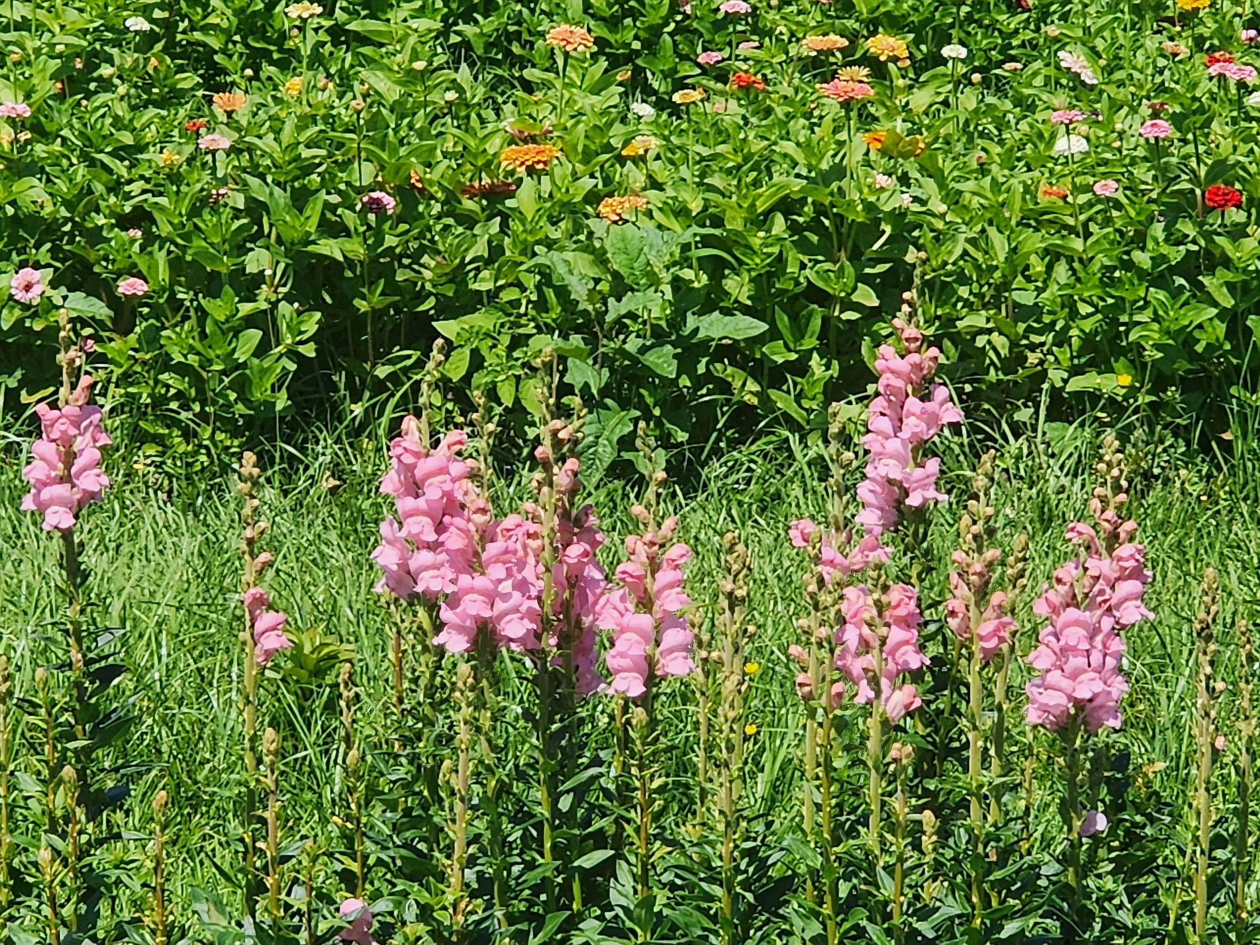 Snapdragons and Zinnias