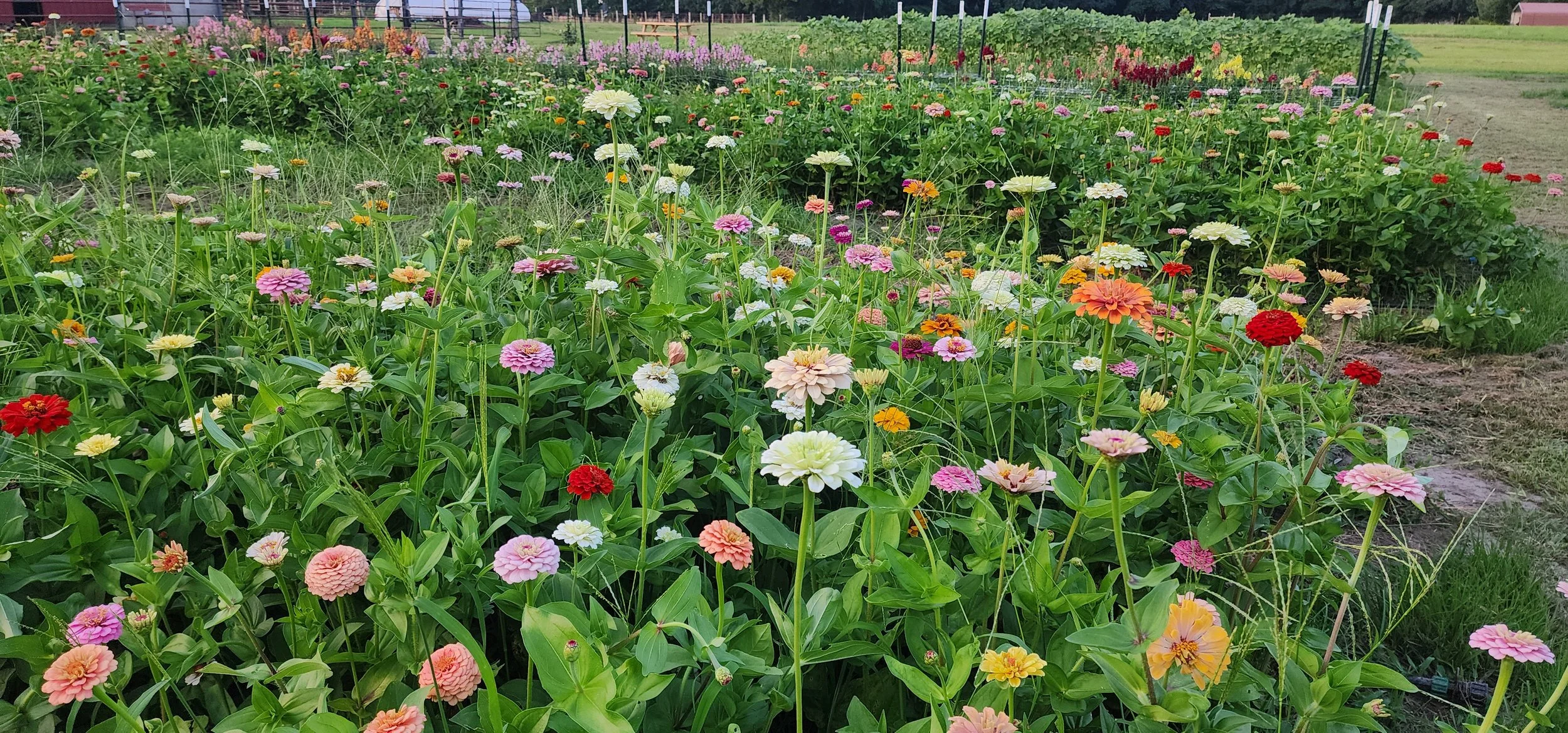 Zinnias