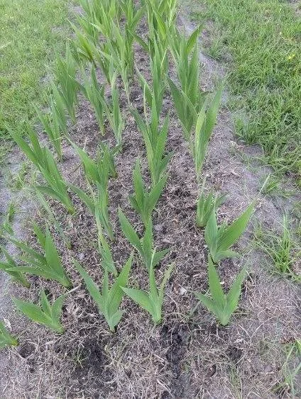 Gladiolus Emerging