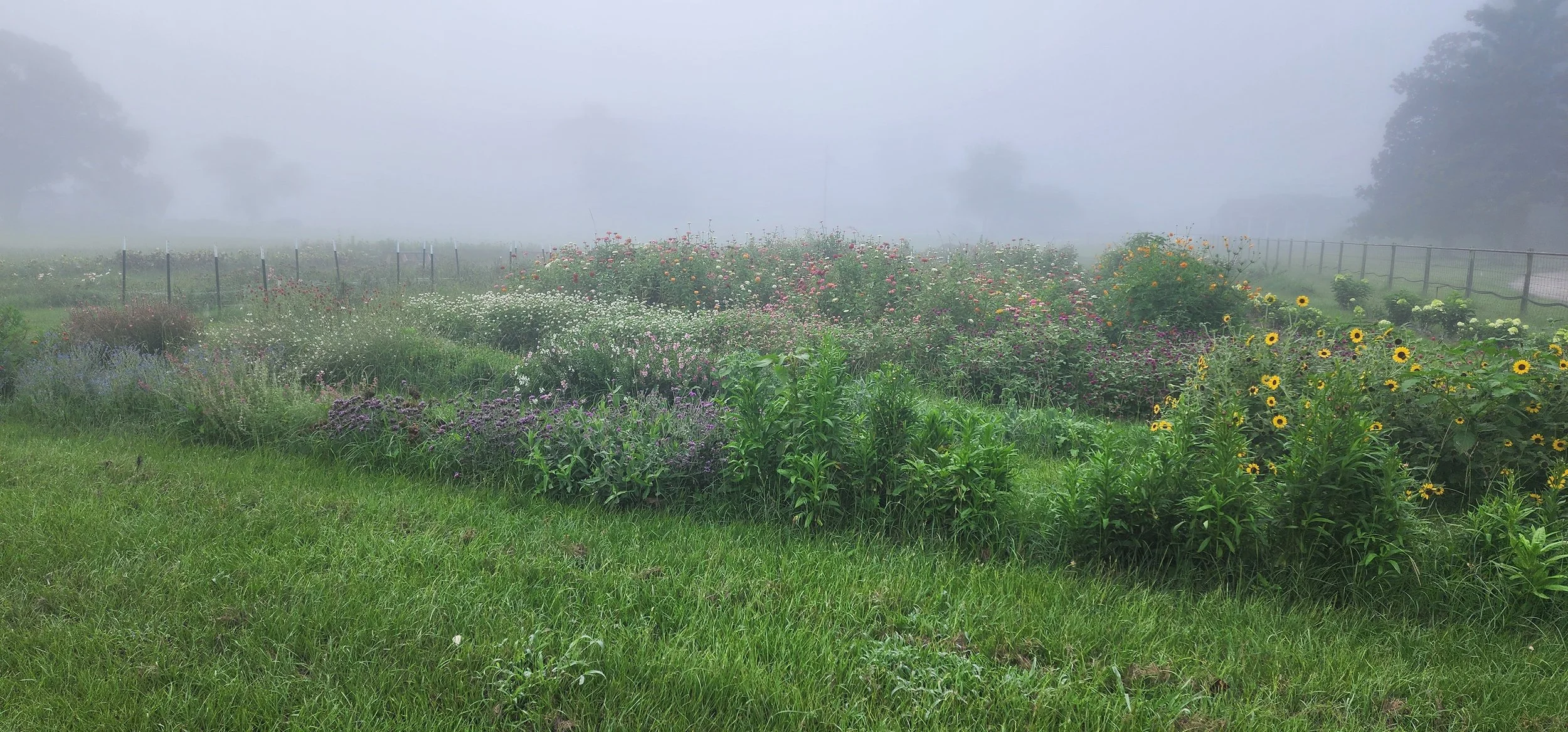 Early morning in the flower fields