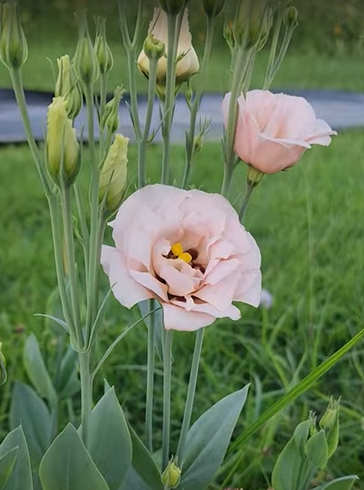 Lisianthus