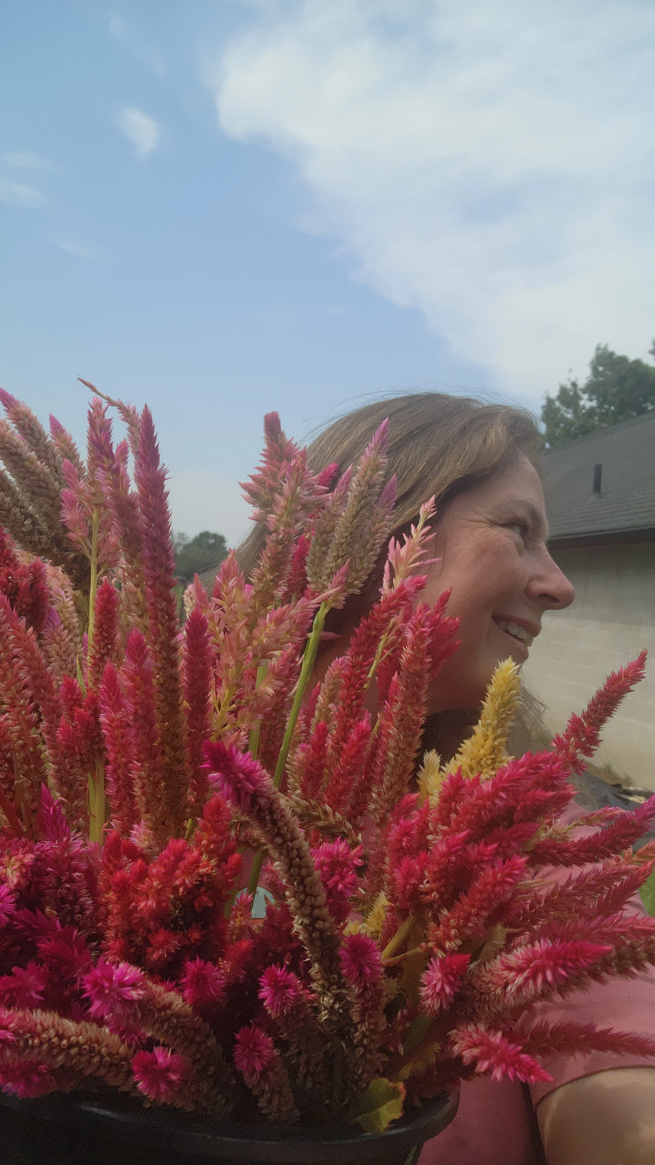 Celosia