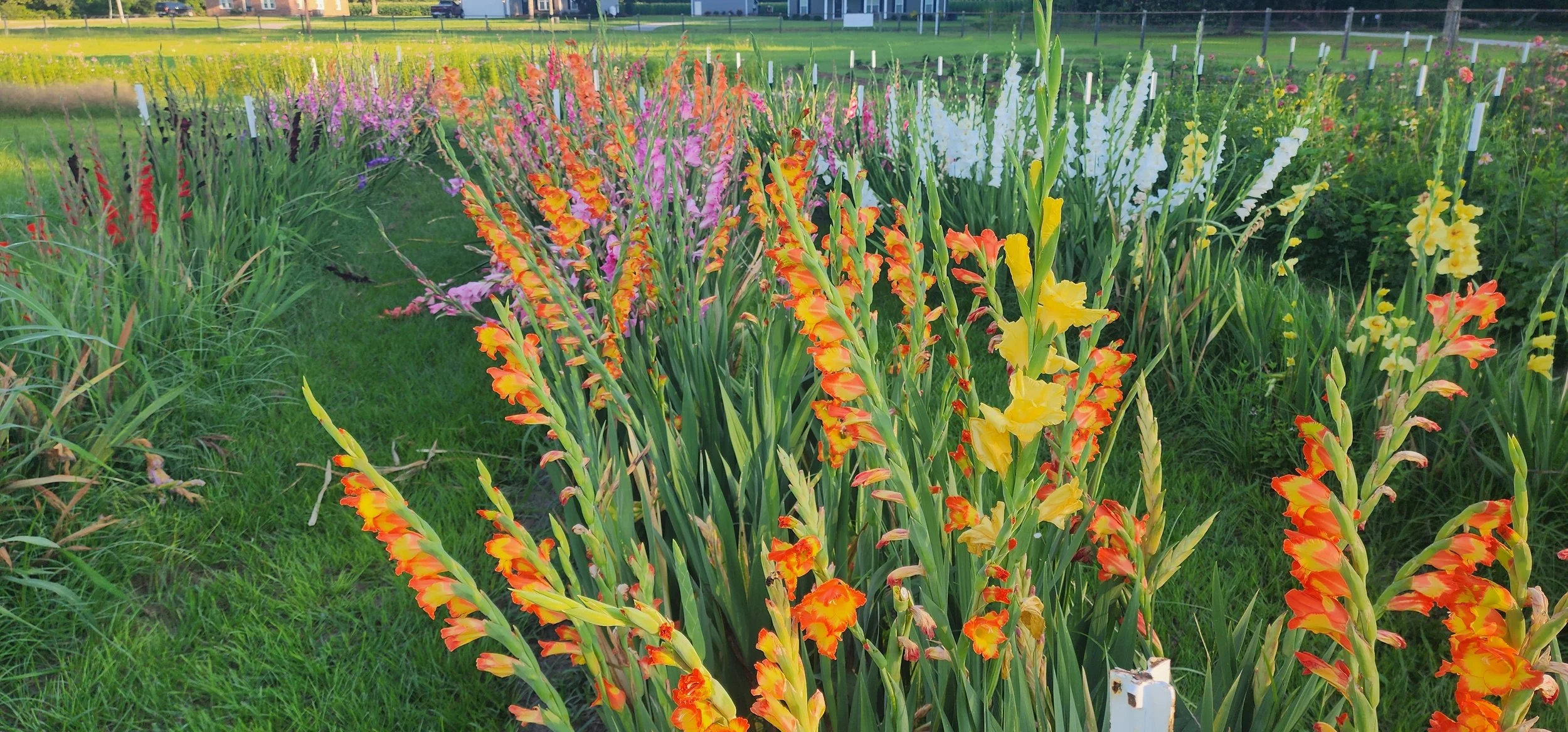 Gladiolus Blooming