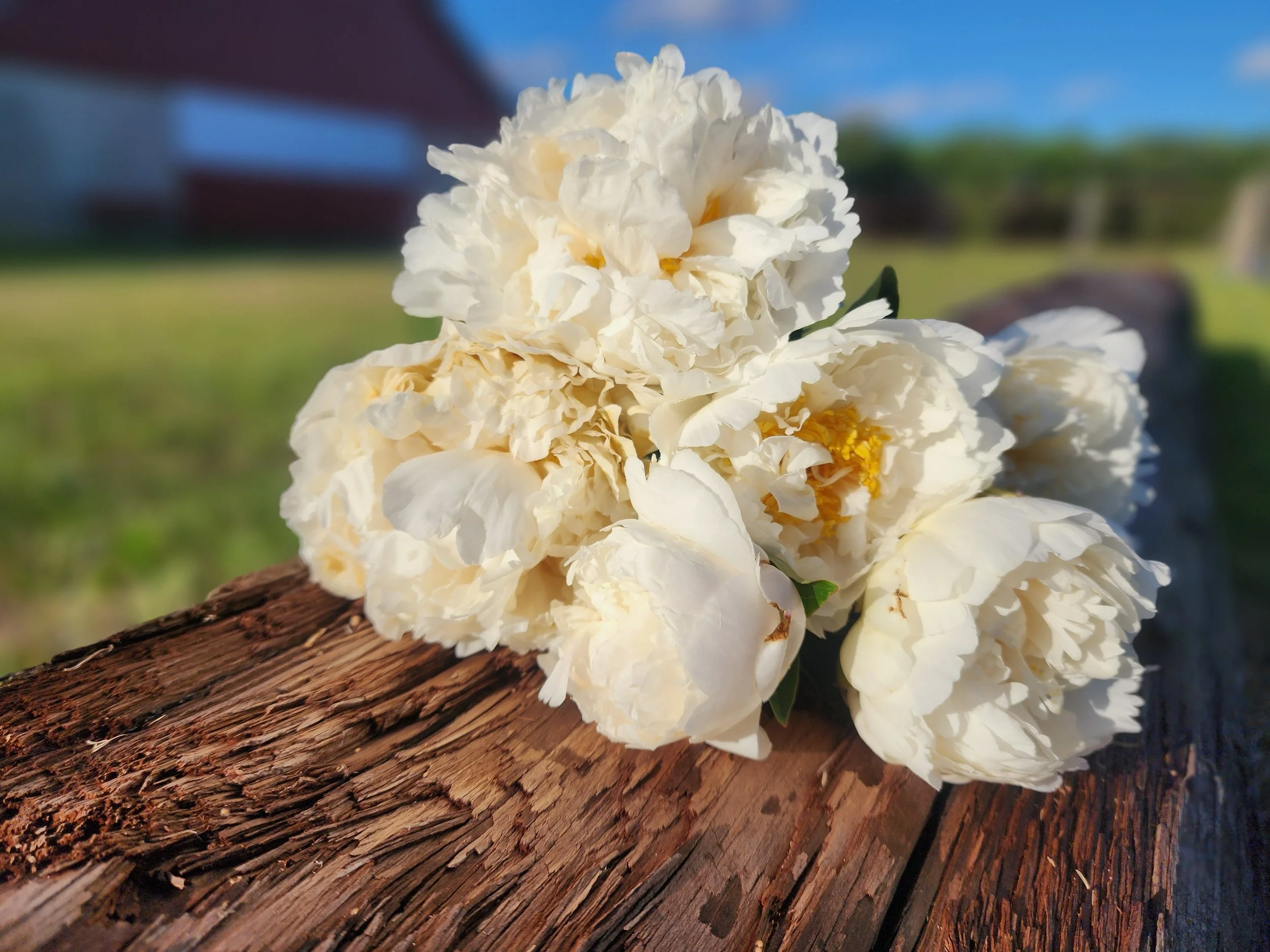 Bowl of Cream Peony