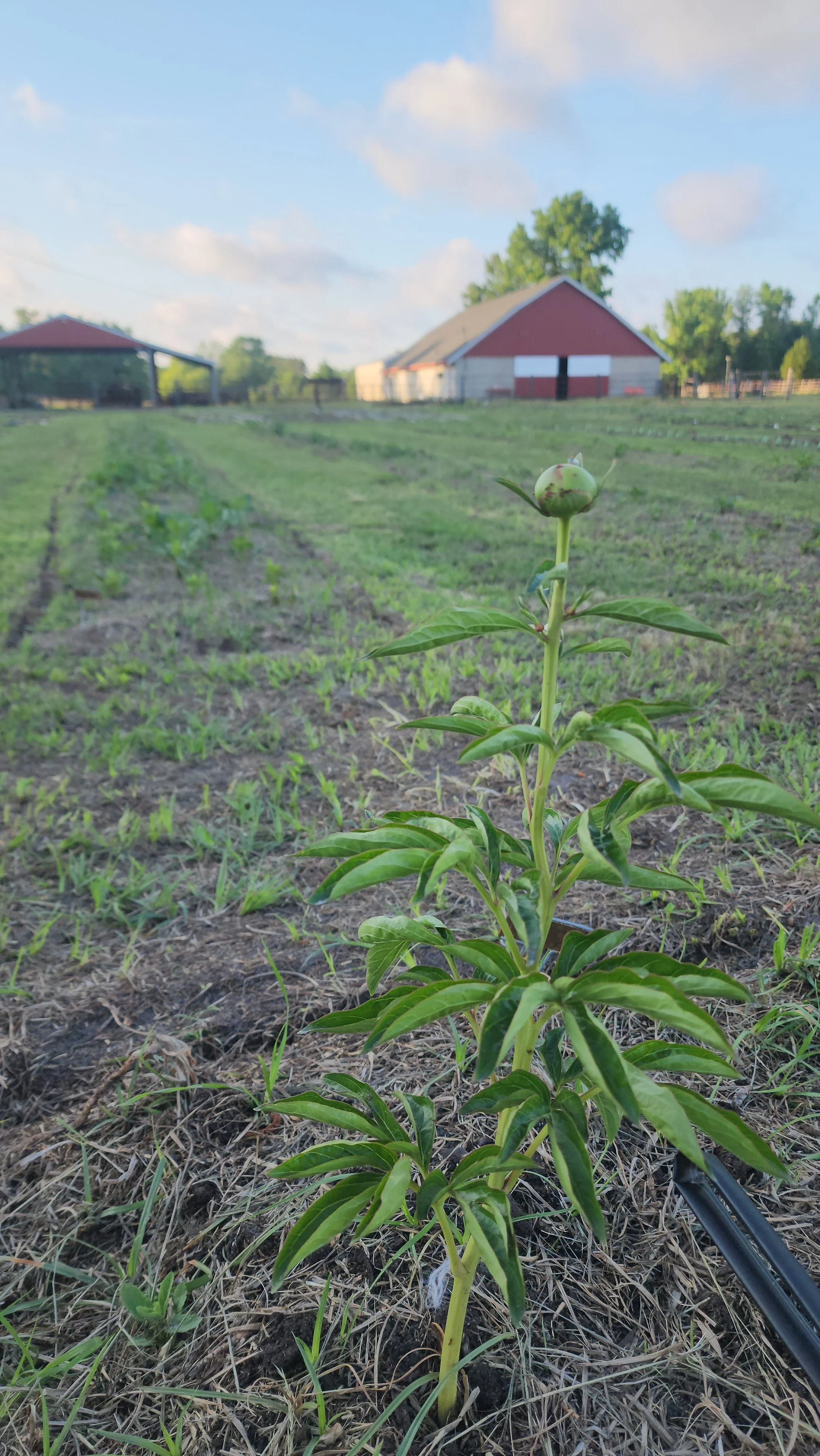 Peony Bud