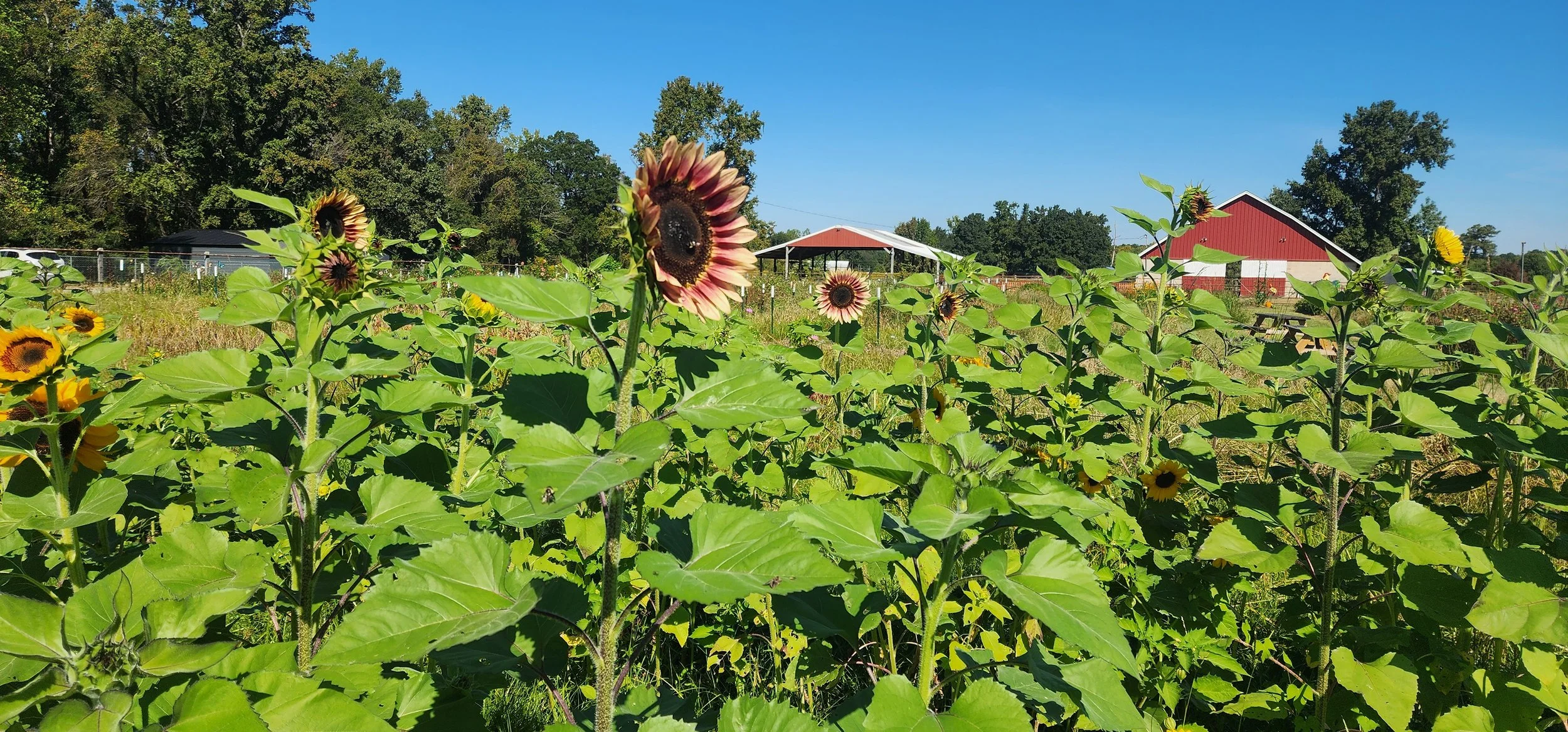 Sunflowers