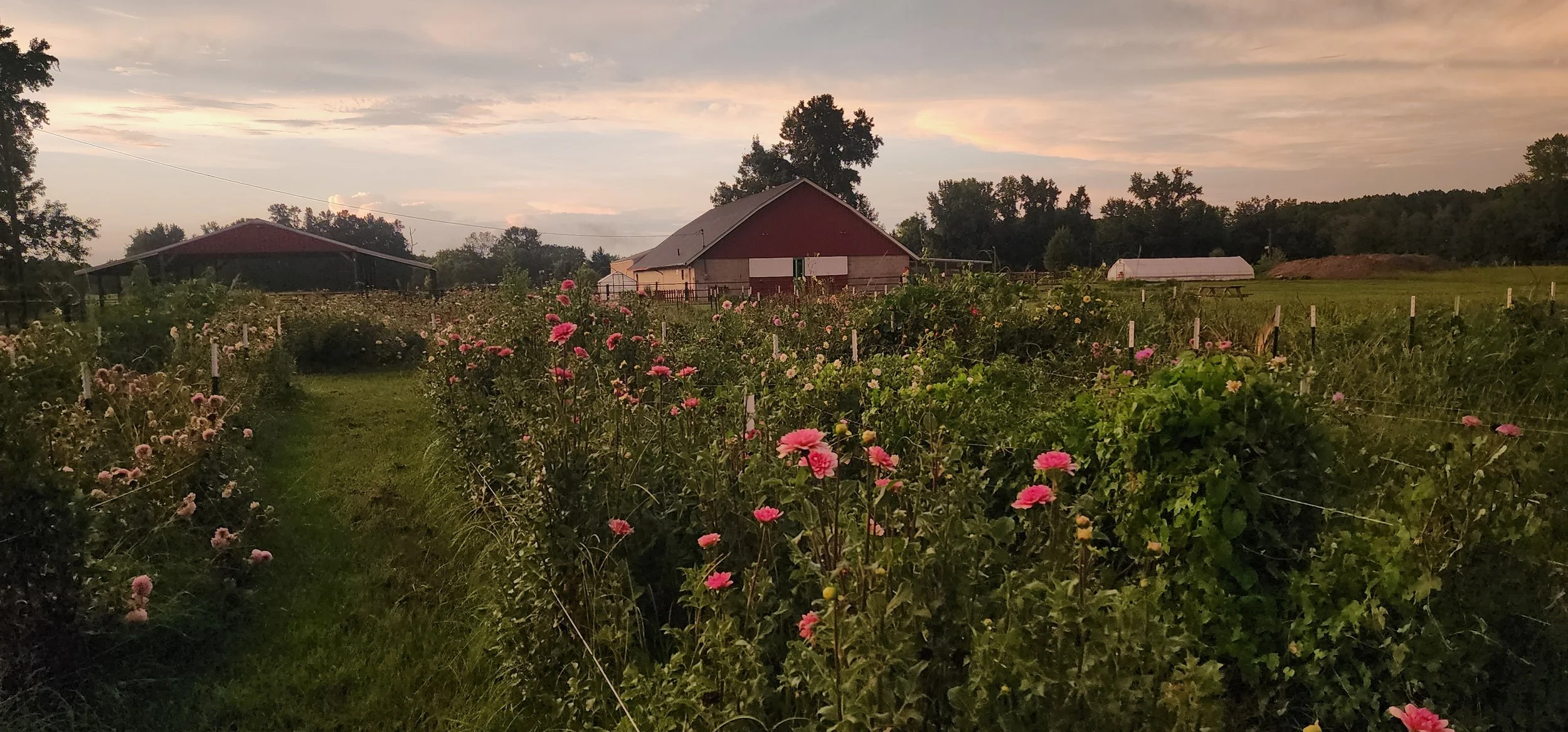 Summer flowers in the field