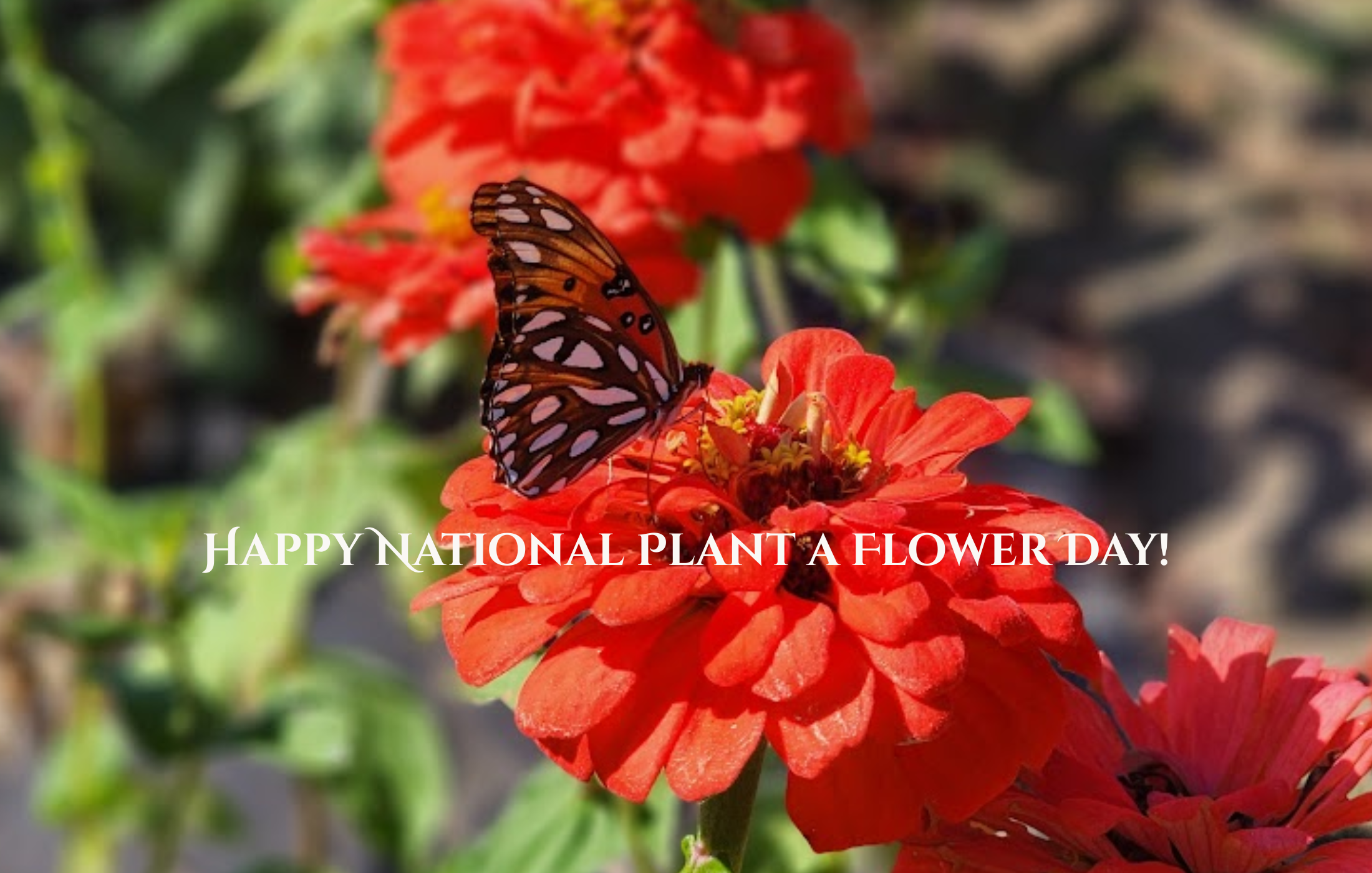 Happy National Plant a Flower Day!