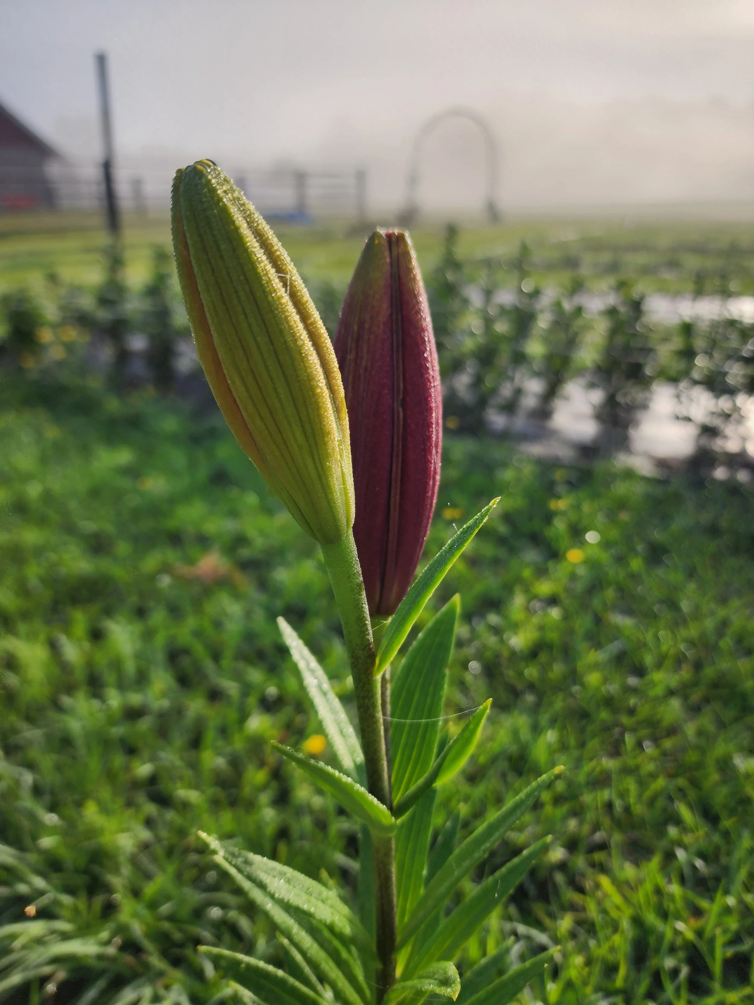 Morning After the Rain