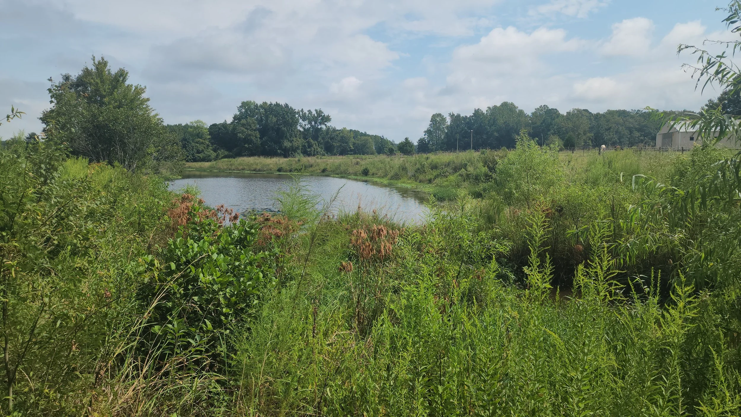Pond Behind the Barn
