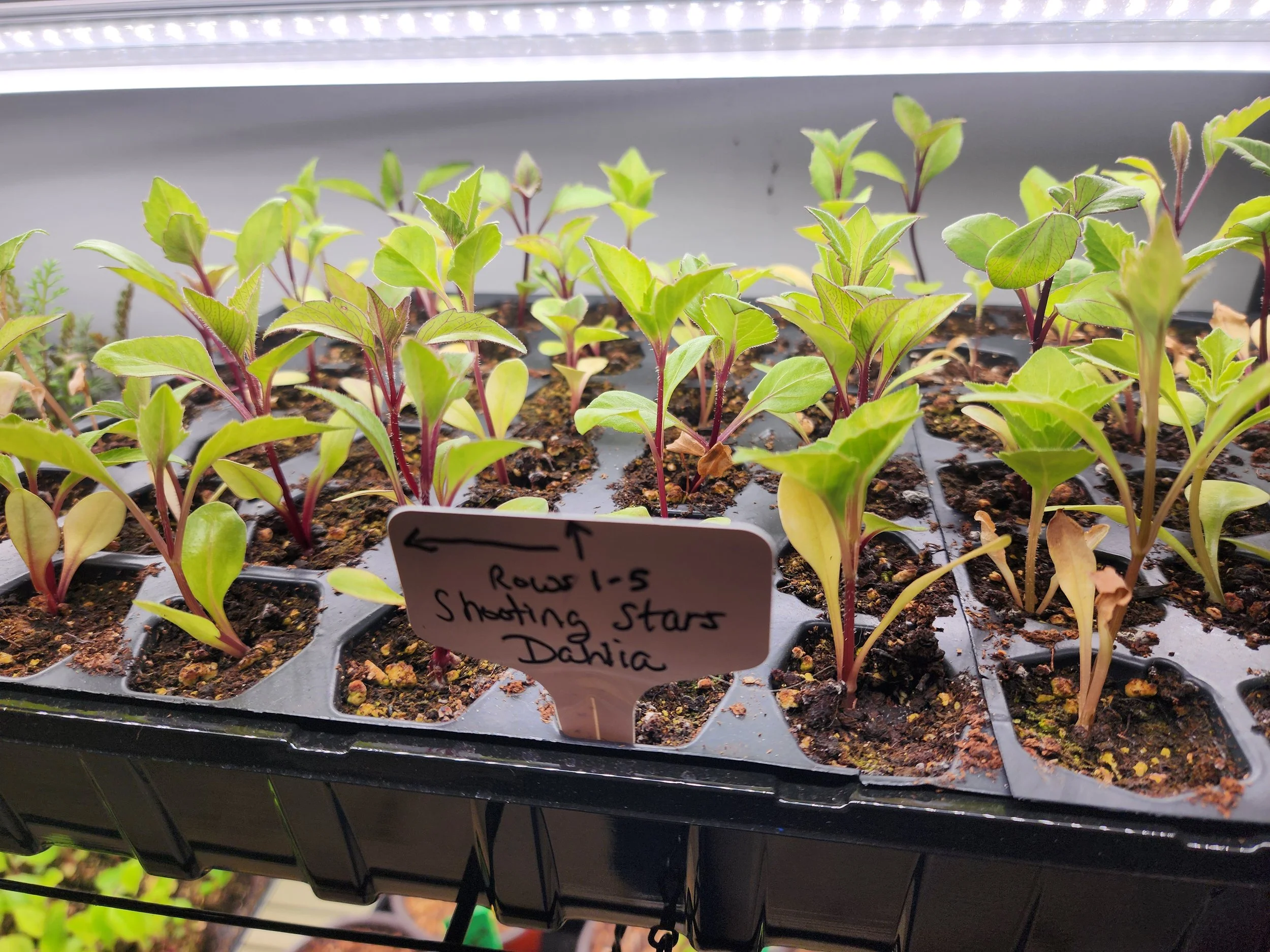 Dahlia Seedlings