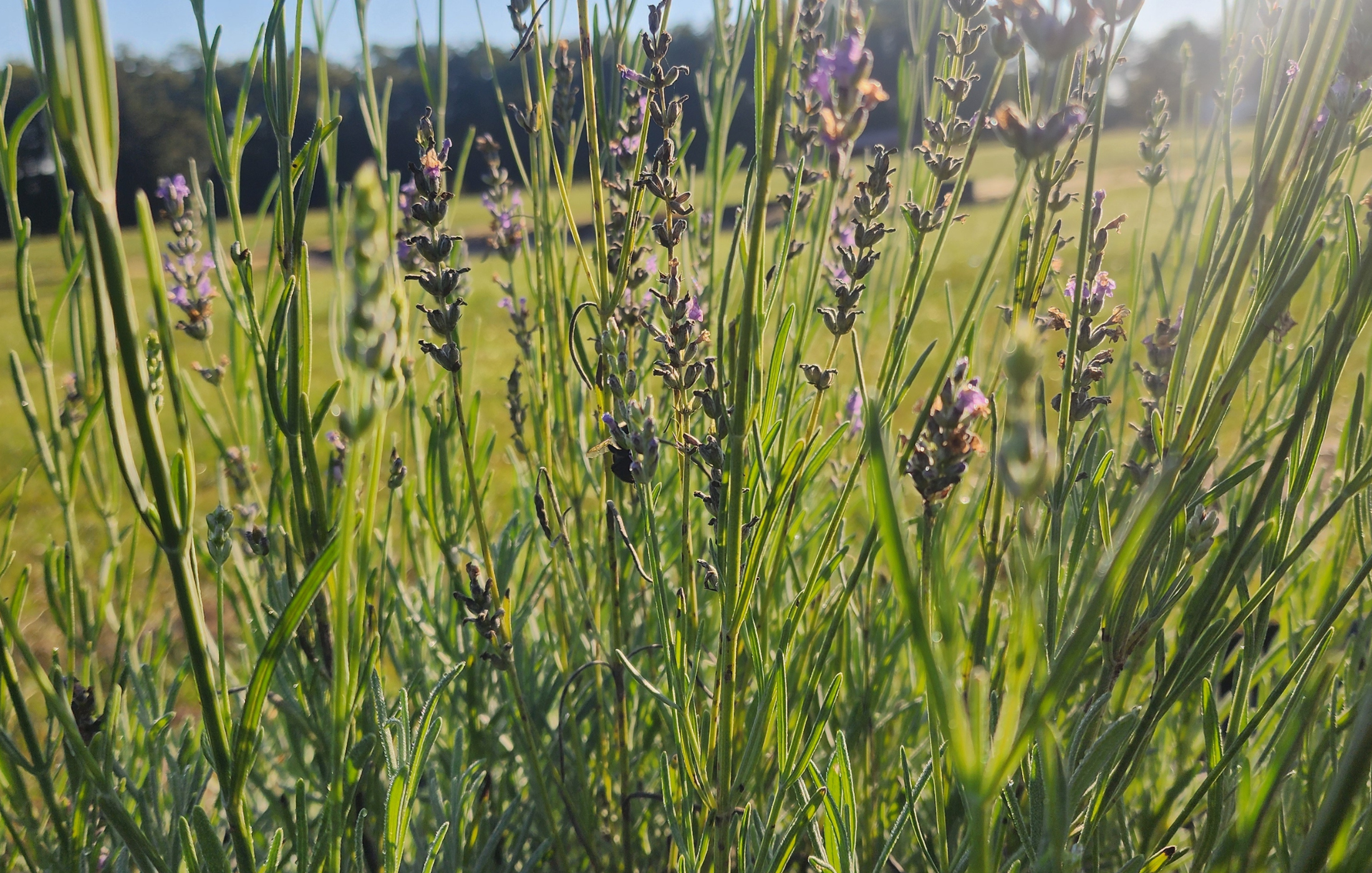 Lavender at Hickman Hollow Farms