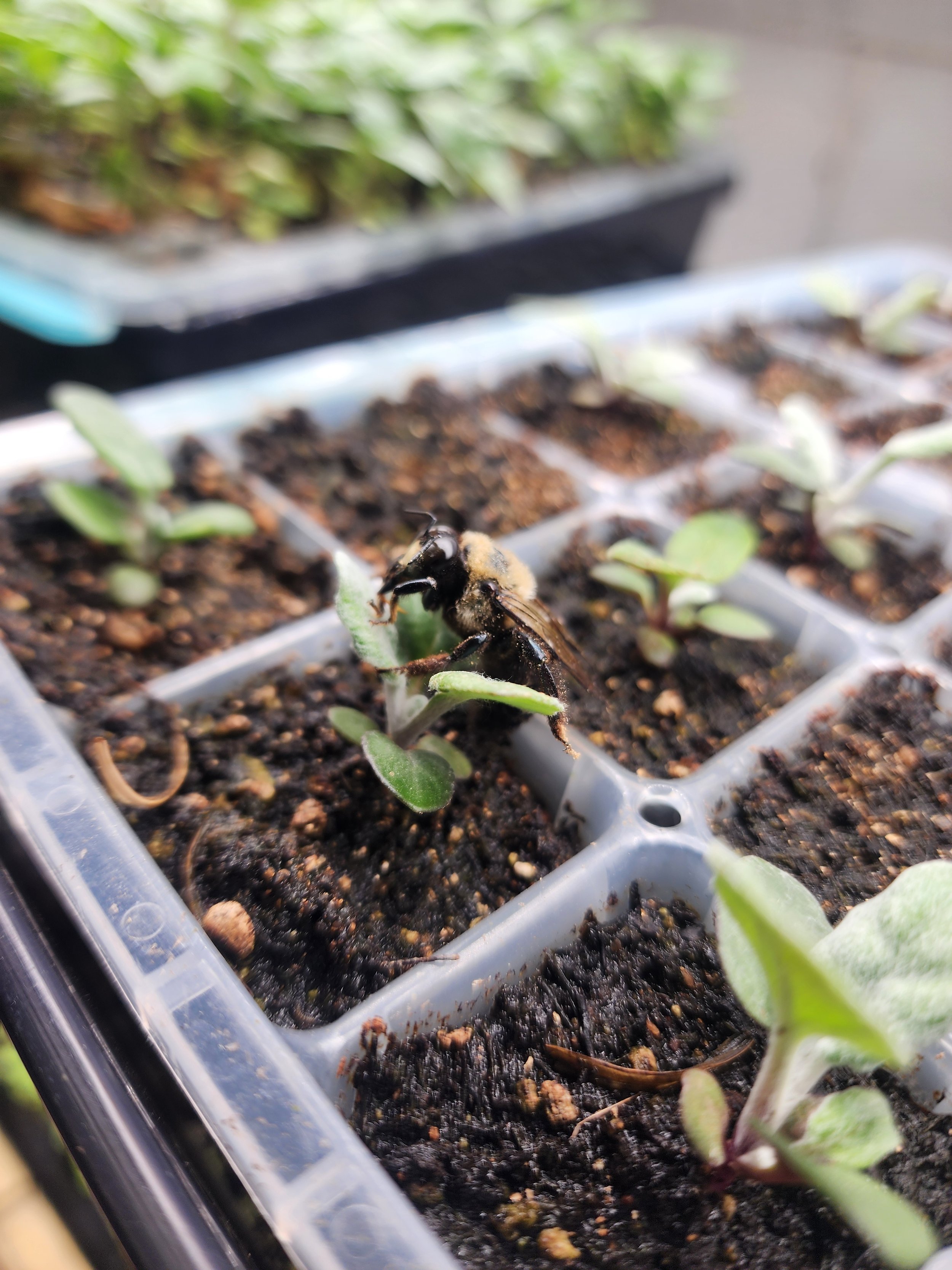 Bee in the Dusty Miller seedling