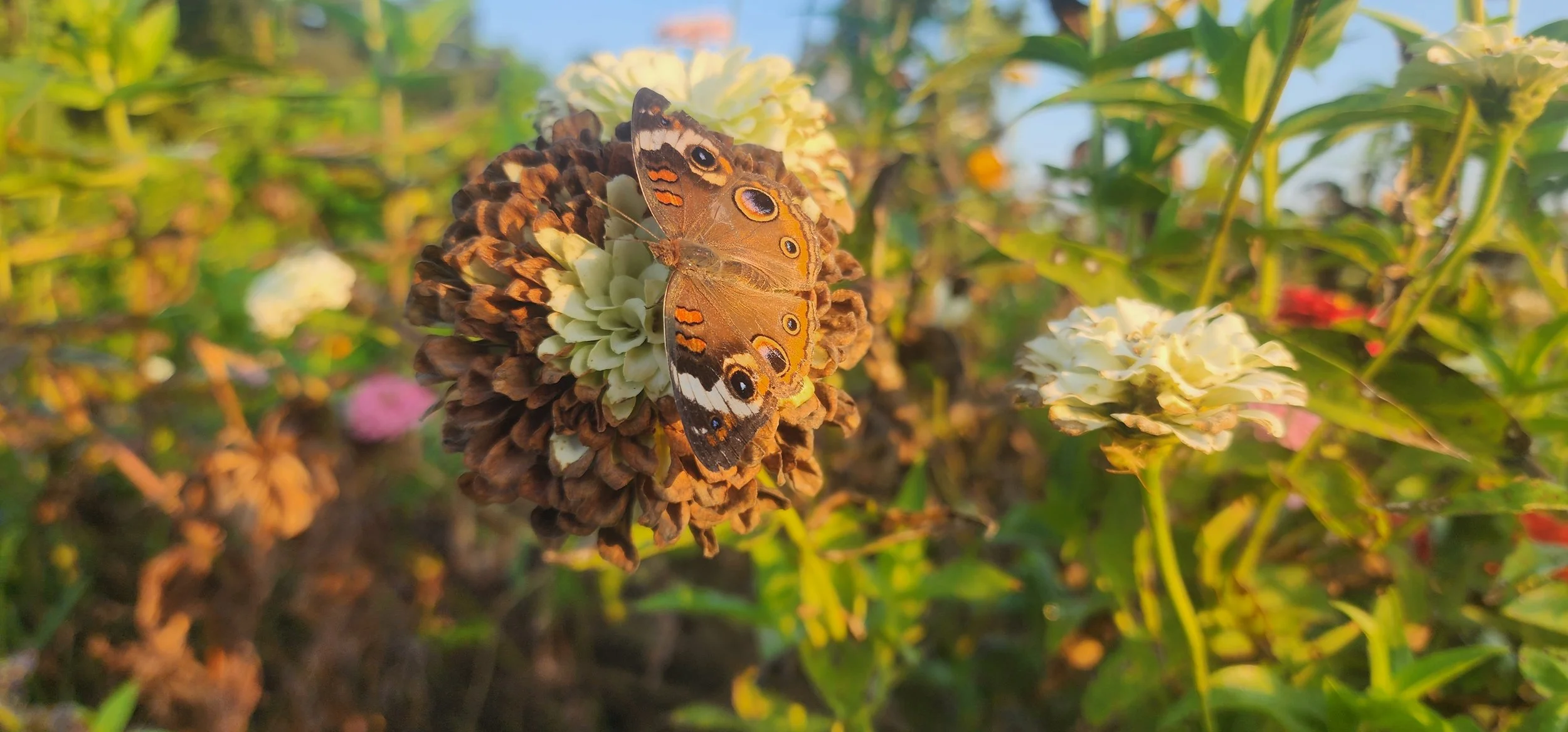 Butterfly on a zinnia