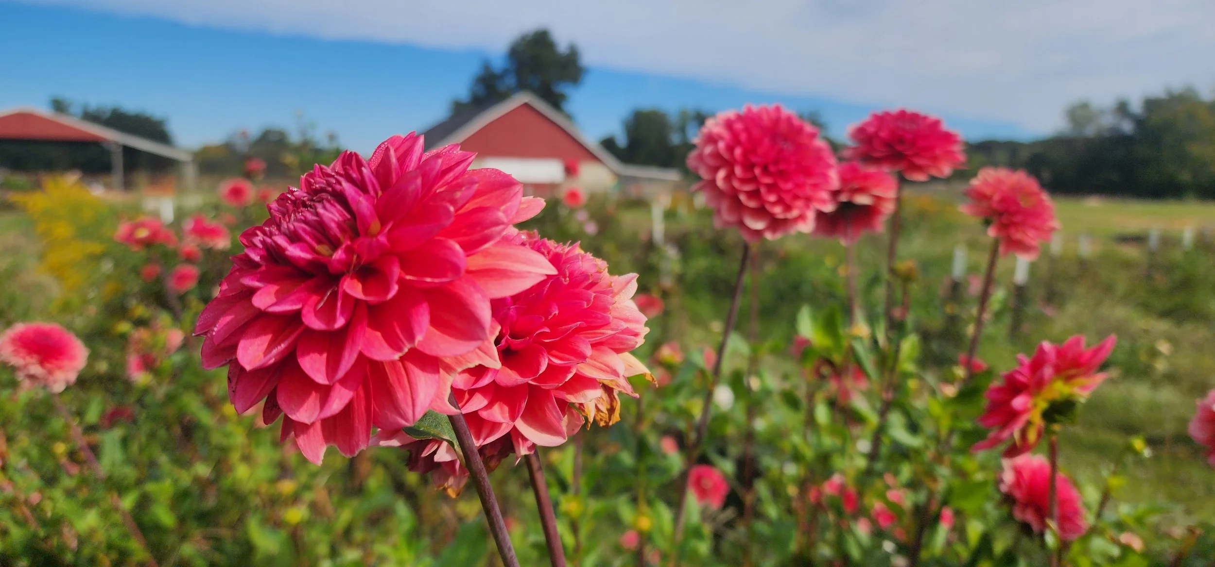 Dahlias at Hickman Hollow Farm