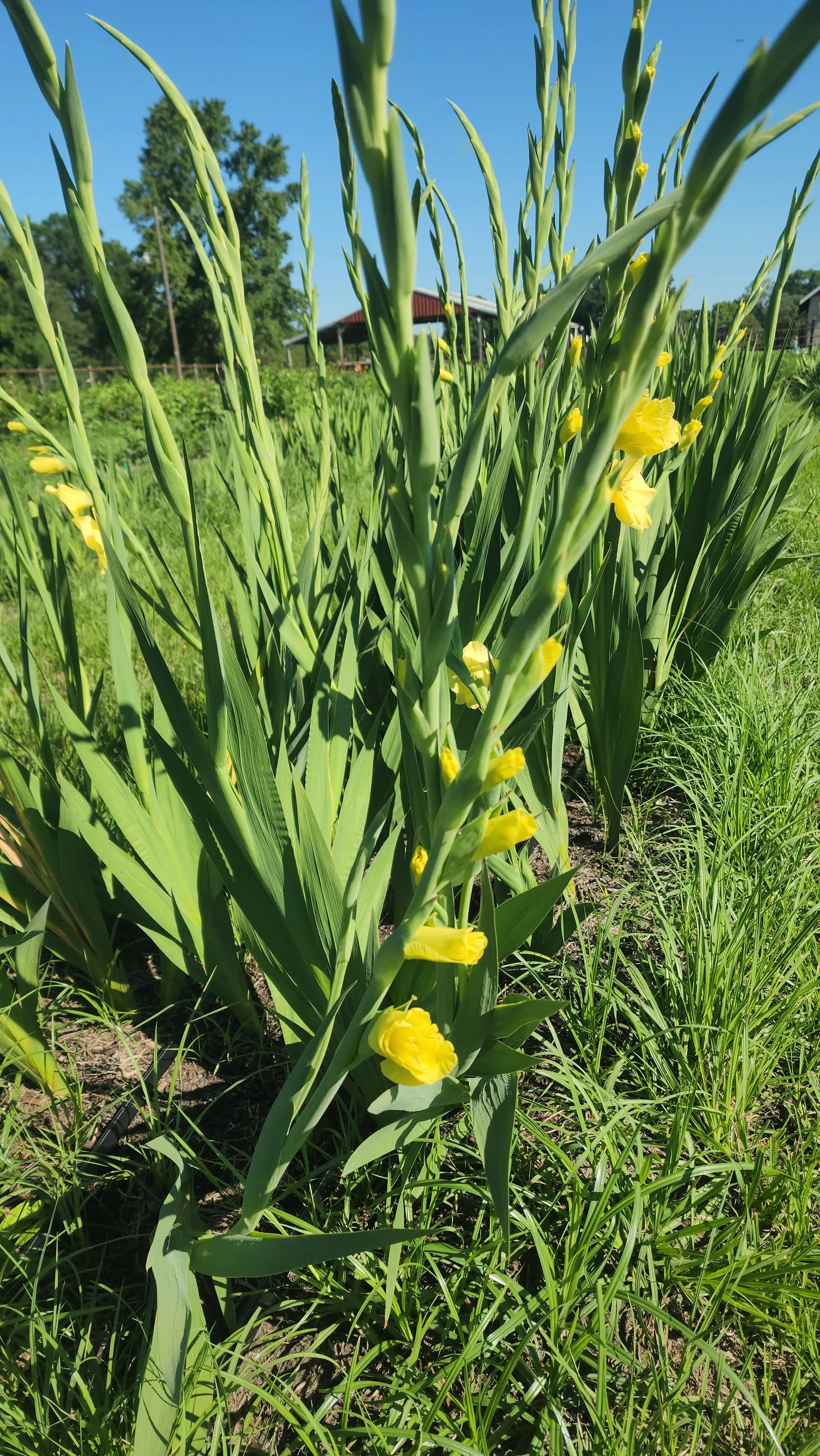 Yellow Gladiolus